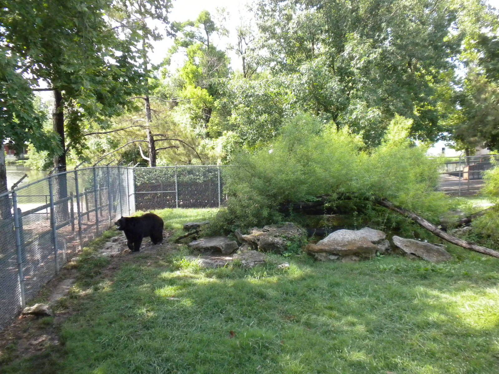 North American Living Museum - Black Bear