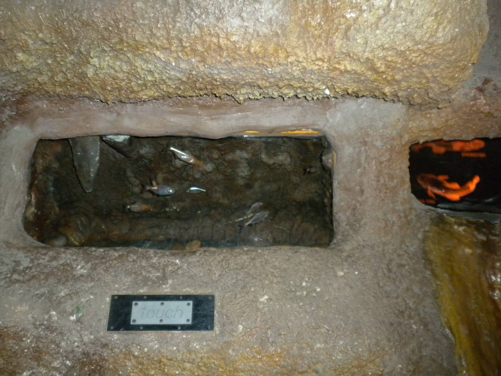 North American Living Museum - Cave Fish