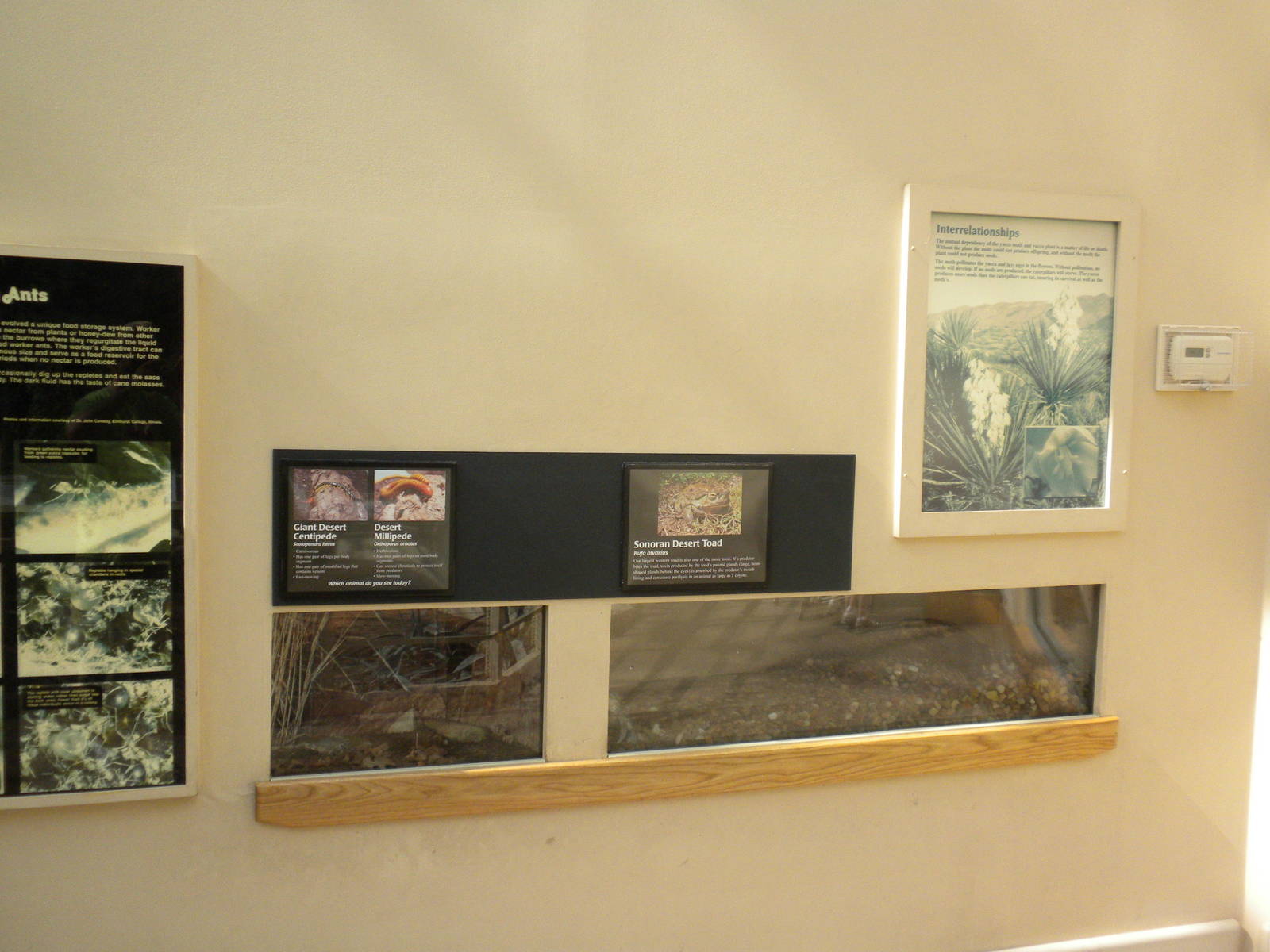 North American Living Museum - Centipede, Milipede, and Toad