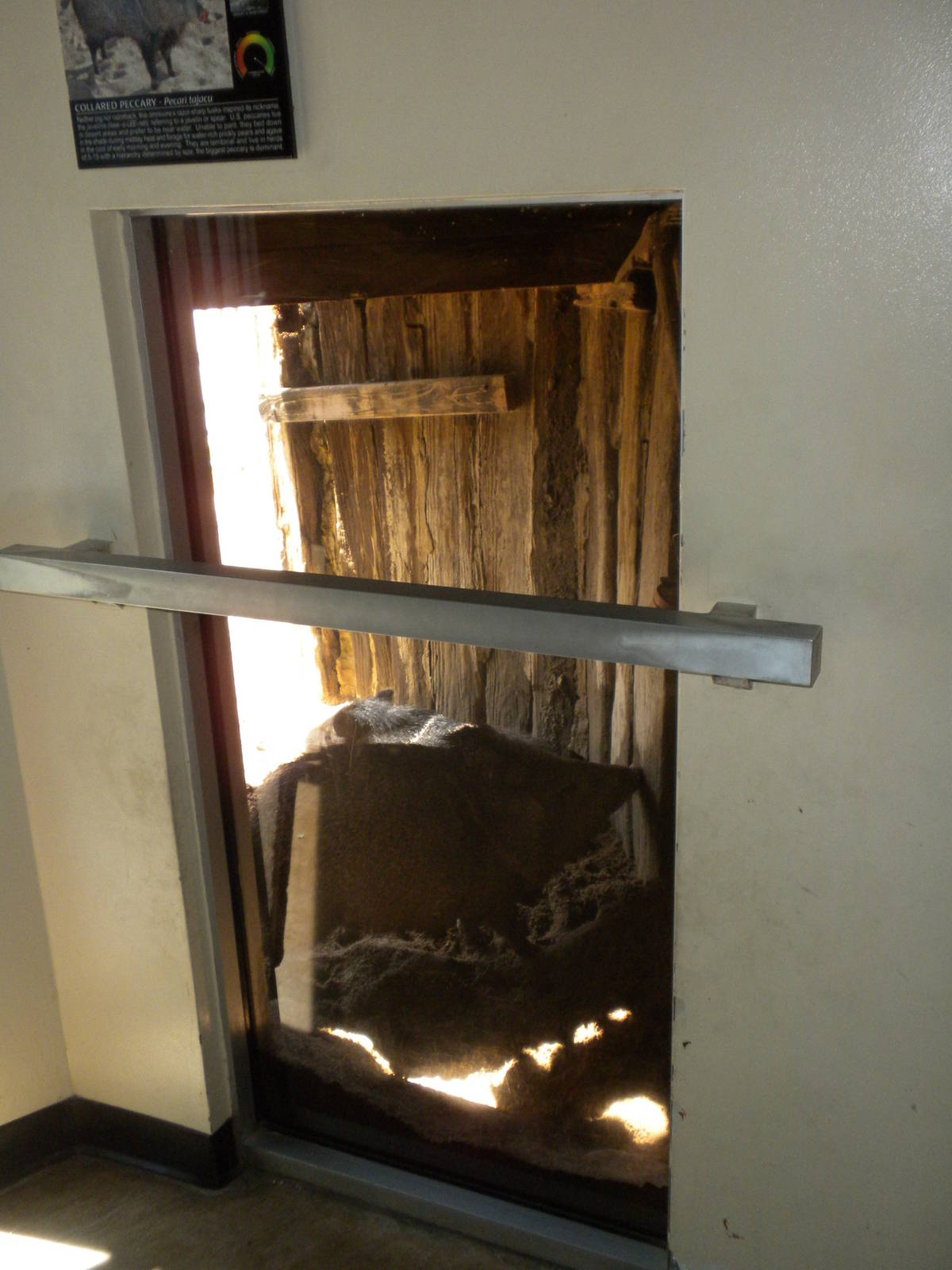 North American Living Museum - Collared Peccary