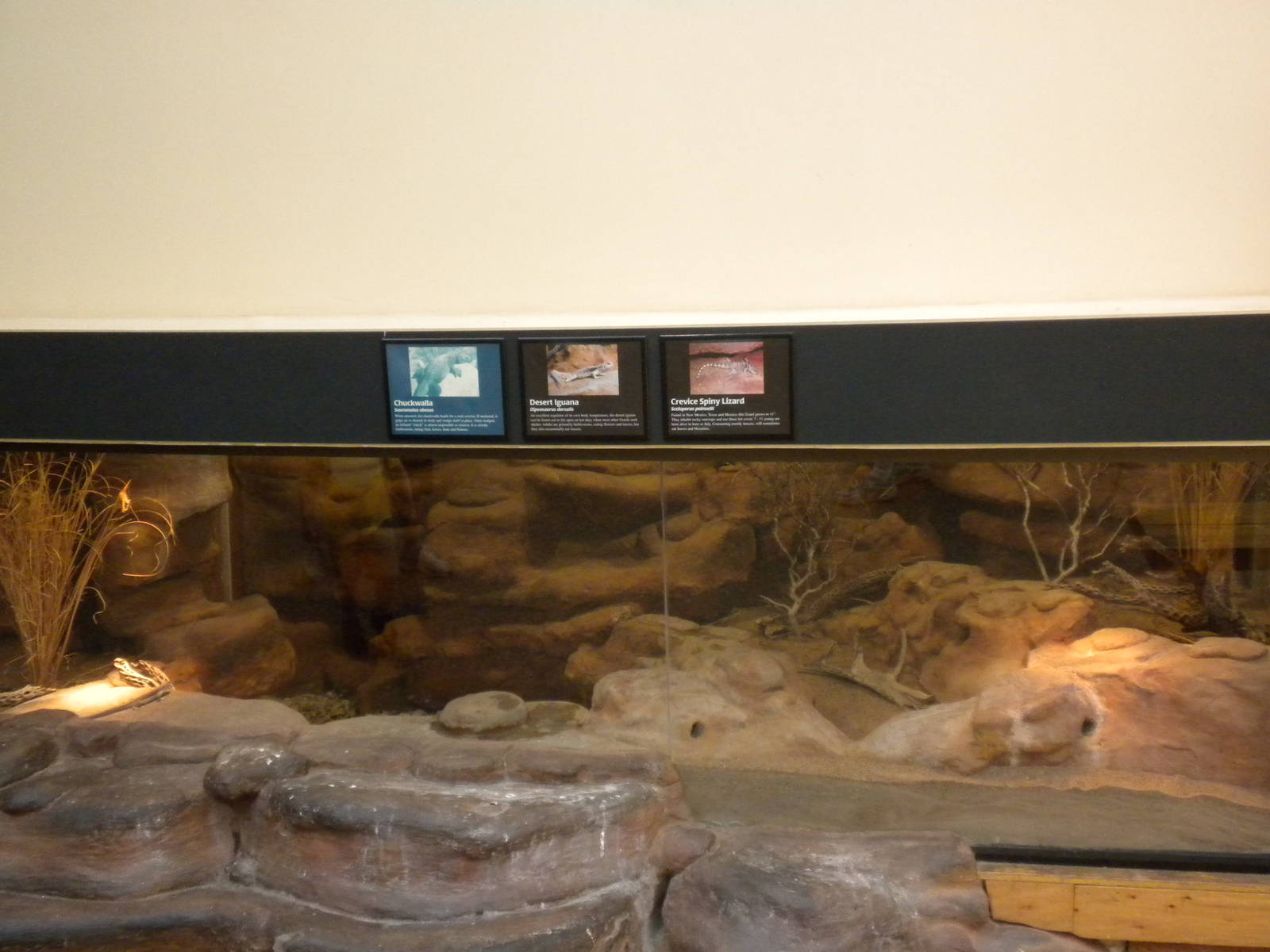 North American Living Museum - Desert Lizards