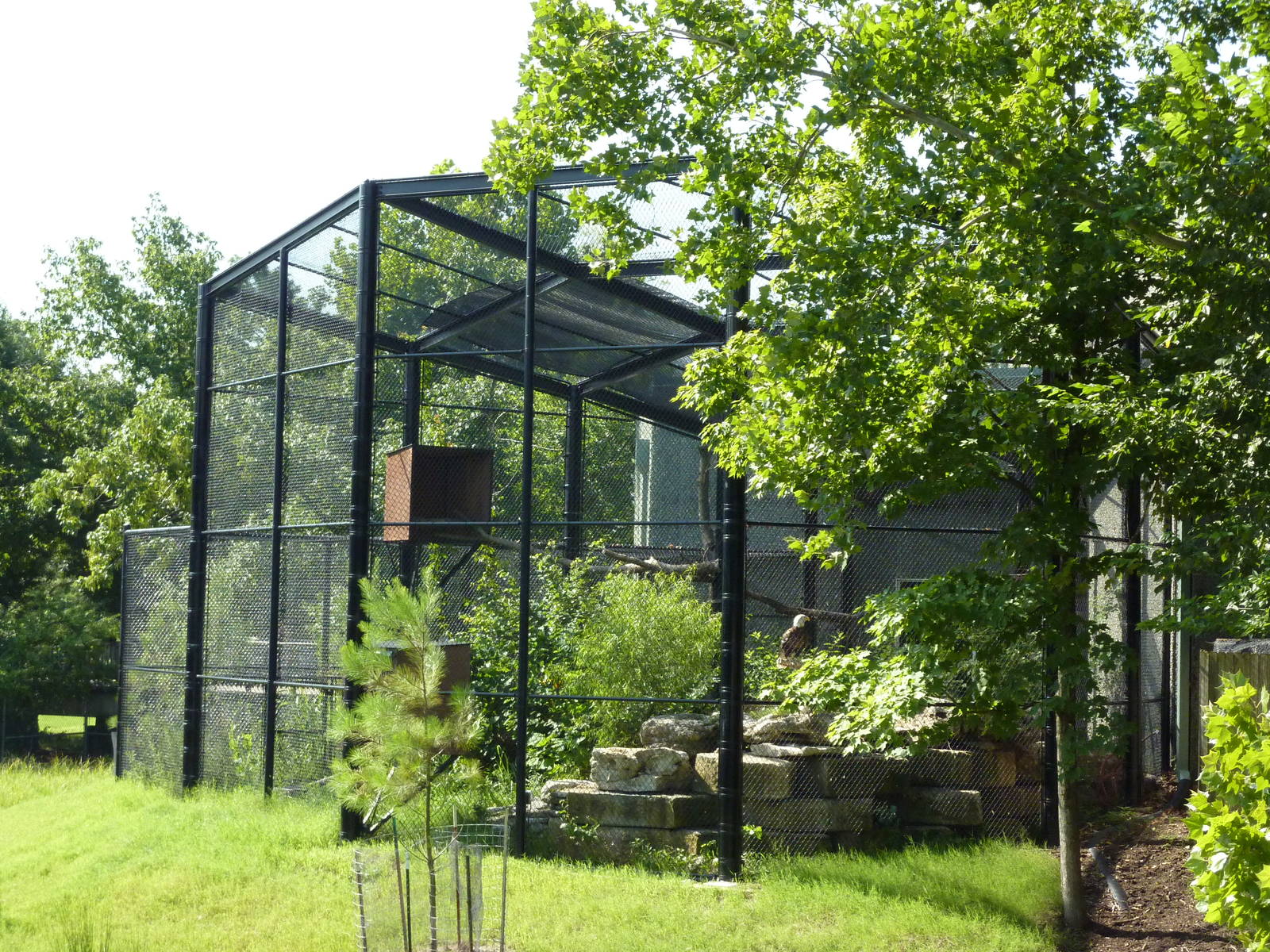 North American Living Museum - Eastern Forest - Bald Eagle Exhibit