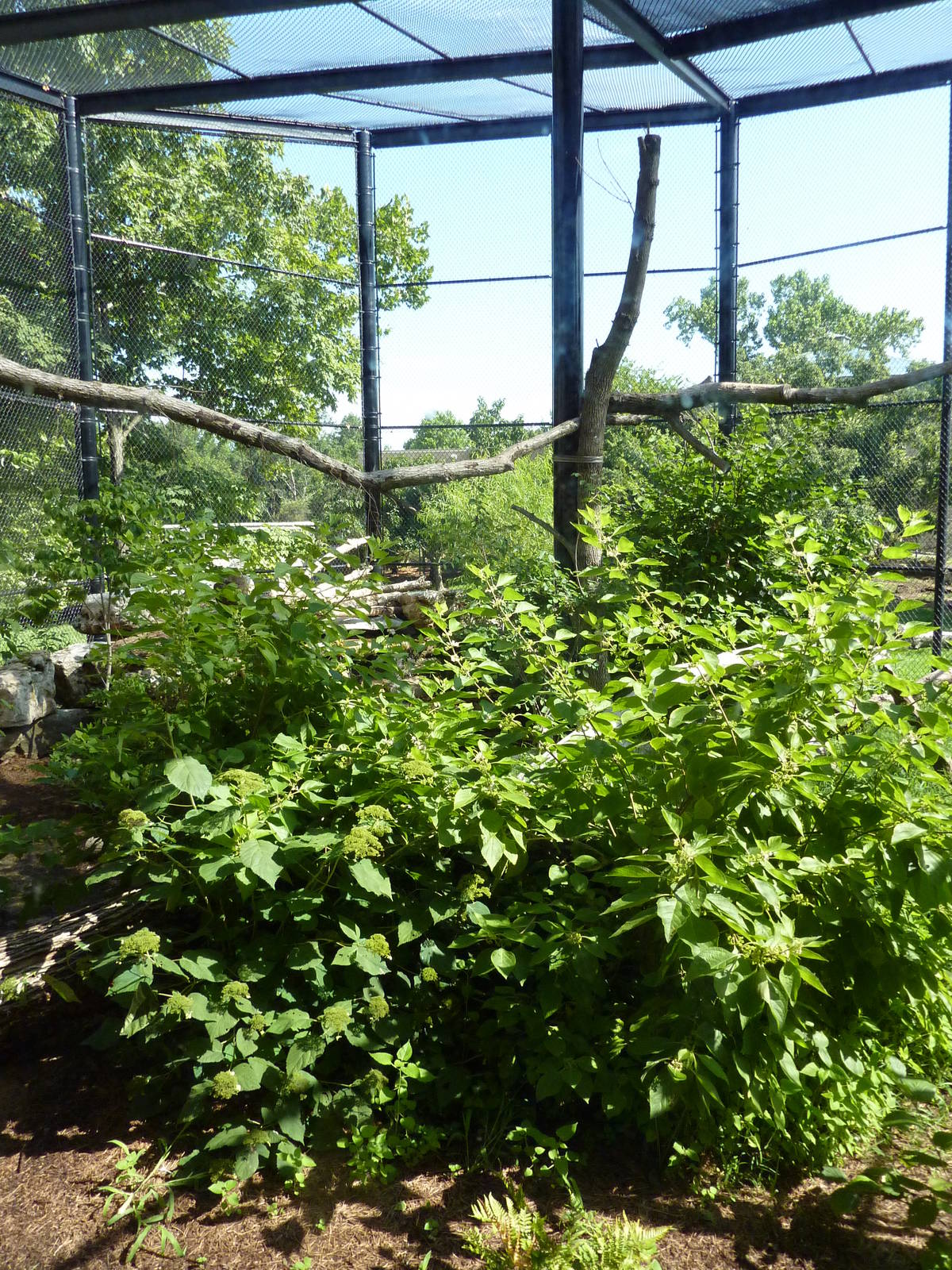 North American Living Museum - Eastern Forests - Bald Eagle Exhibit