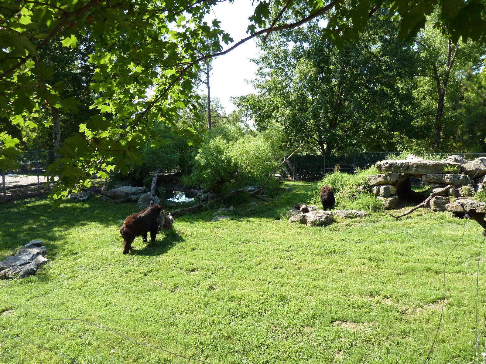 North American Living Museum - Eastern Forests - Black Bear Exhibit