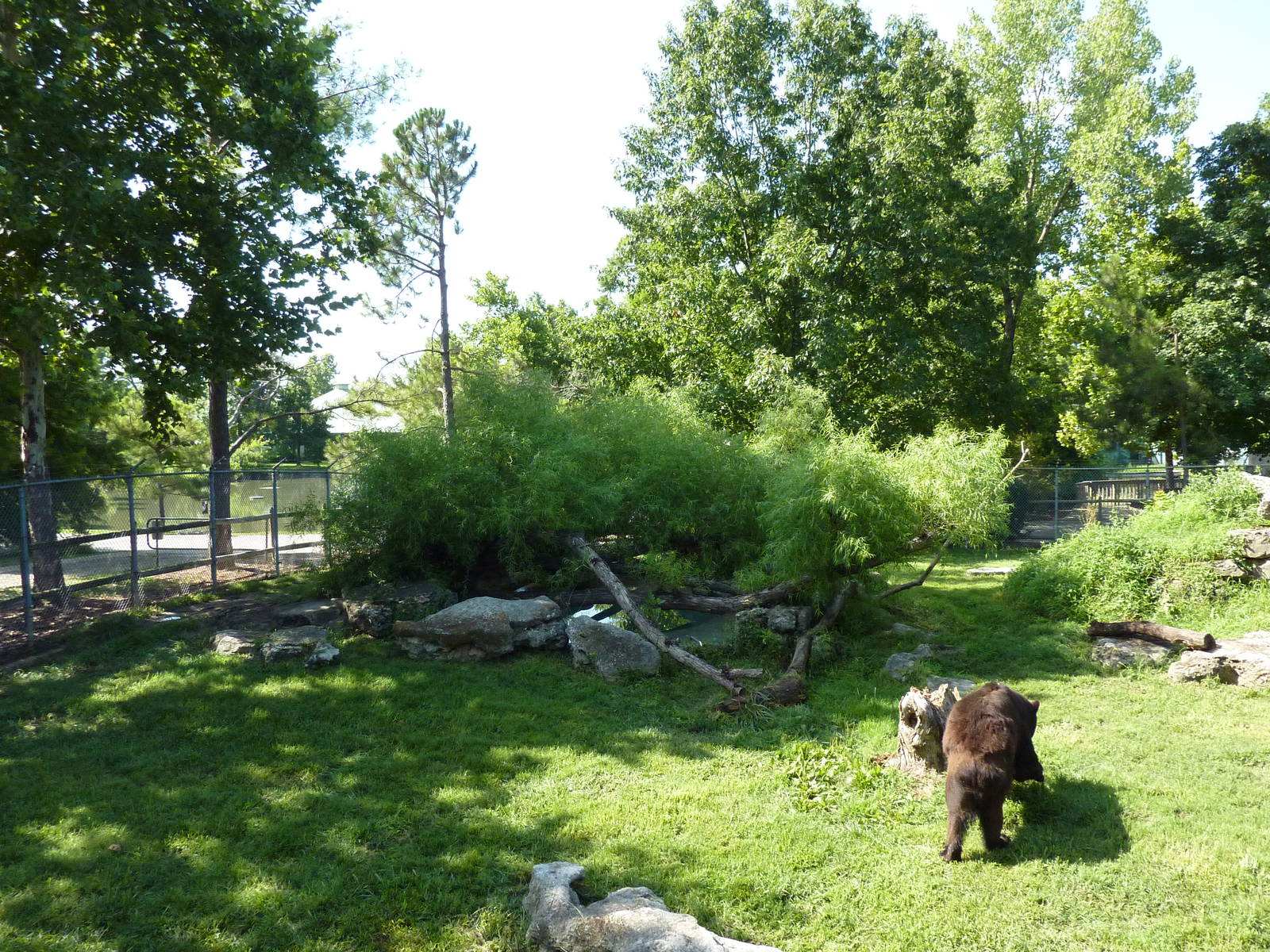 North American Living Museum - Eastern Forests - Black Bear Exhibit