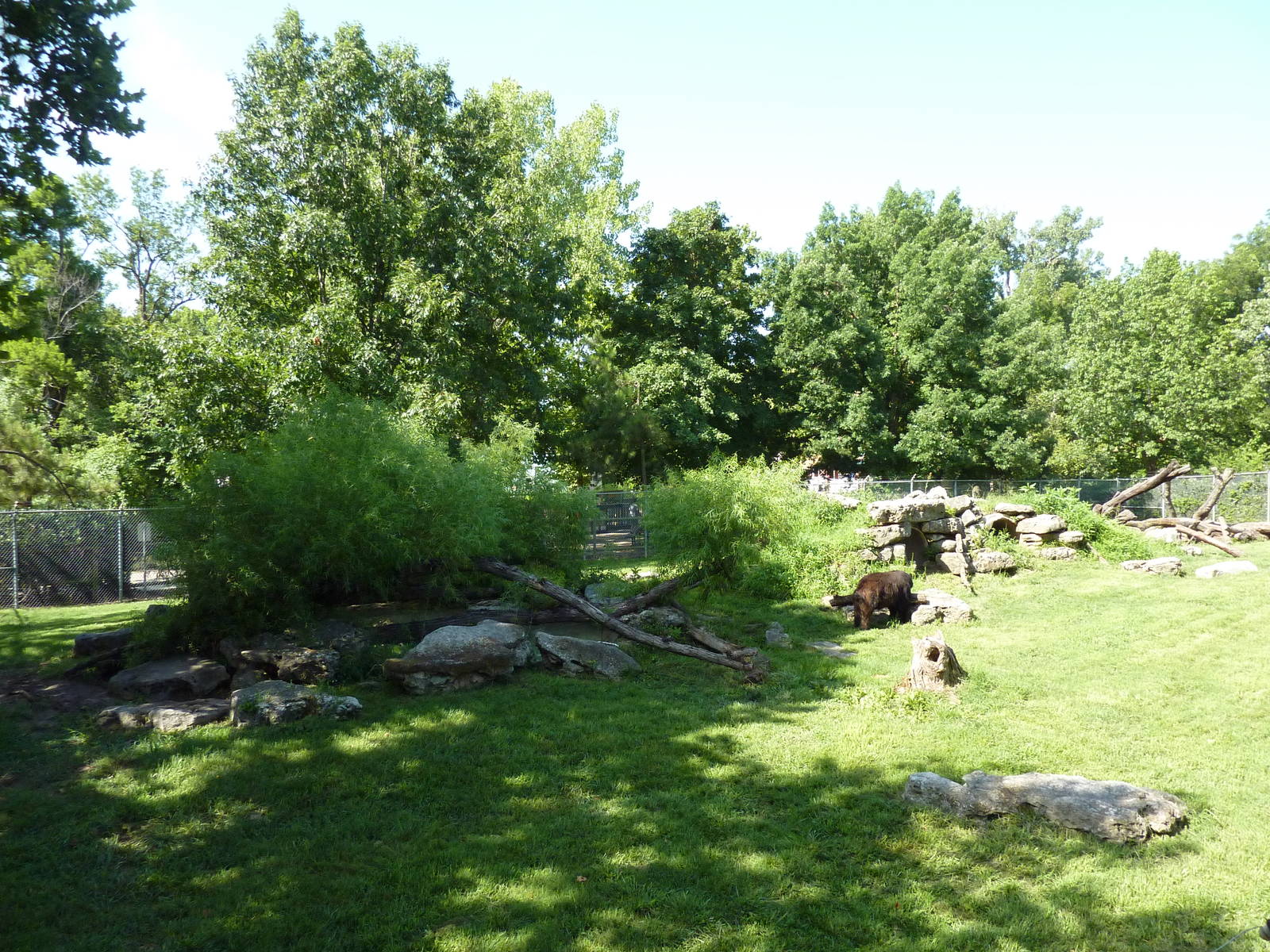 North American Living Museum - Eastern Forests - Black Bear Exhibit