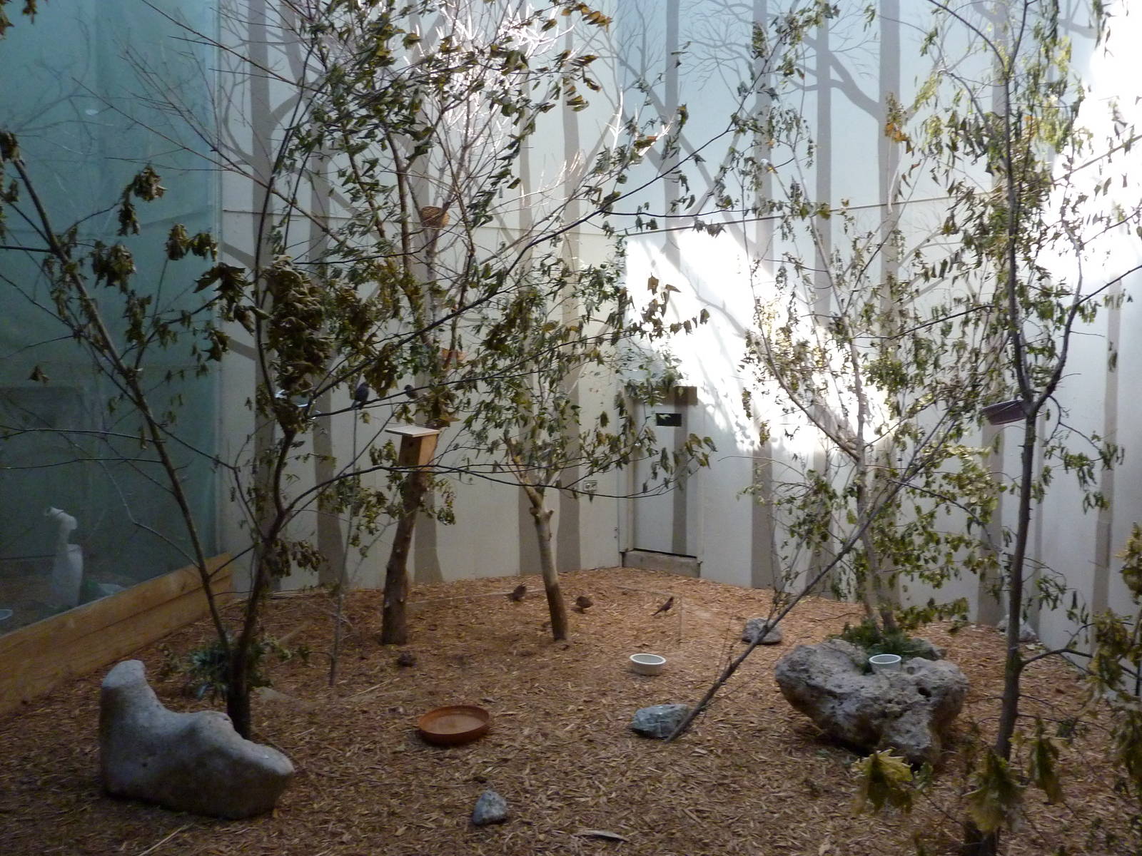 North American Living Museum - Eastern Forests - Indoor Bird Aviary