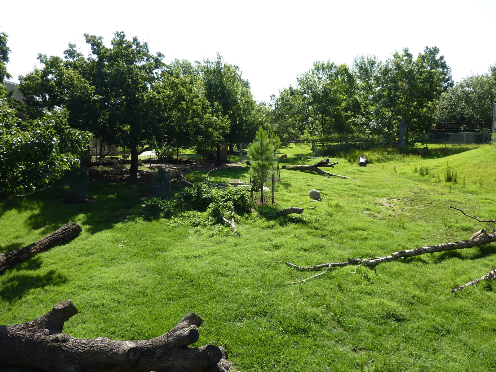 North American Living Museum - Eastern Forests - White-Tailed Deer/Wild Tur