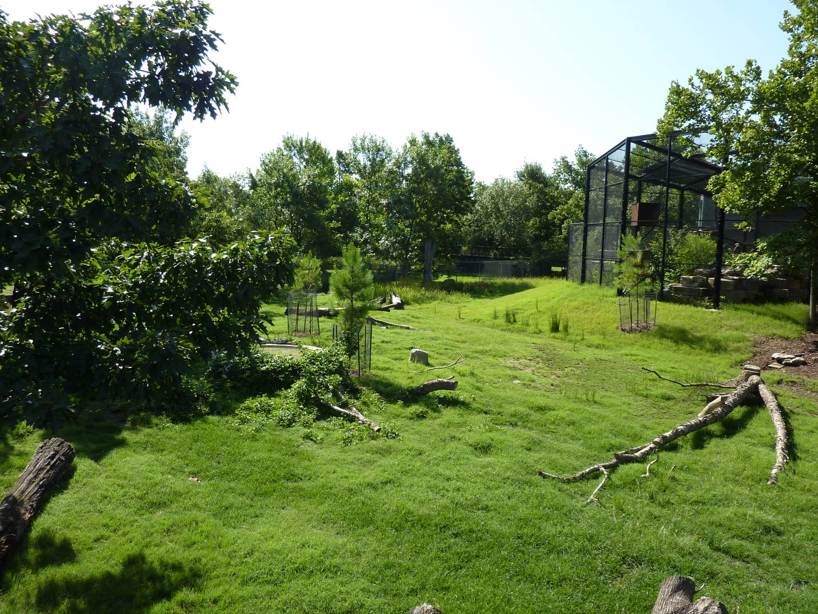 North American Living Museum - Eastern Forests - White-Tailed Deer/Wild Tur
