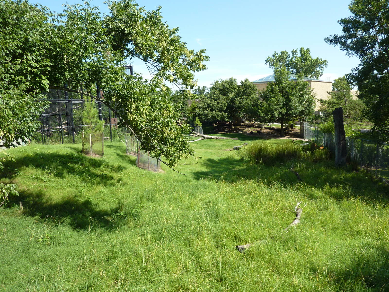 North American Living Museum - Eastern Forests - White-Tailed Deer/Wild Tur