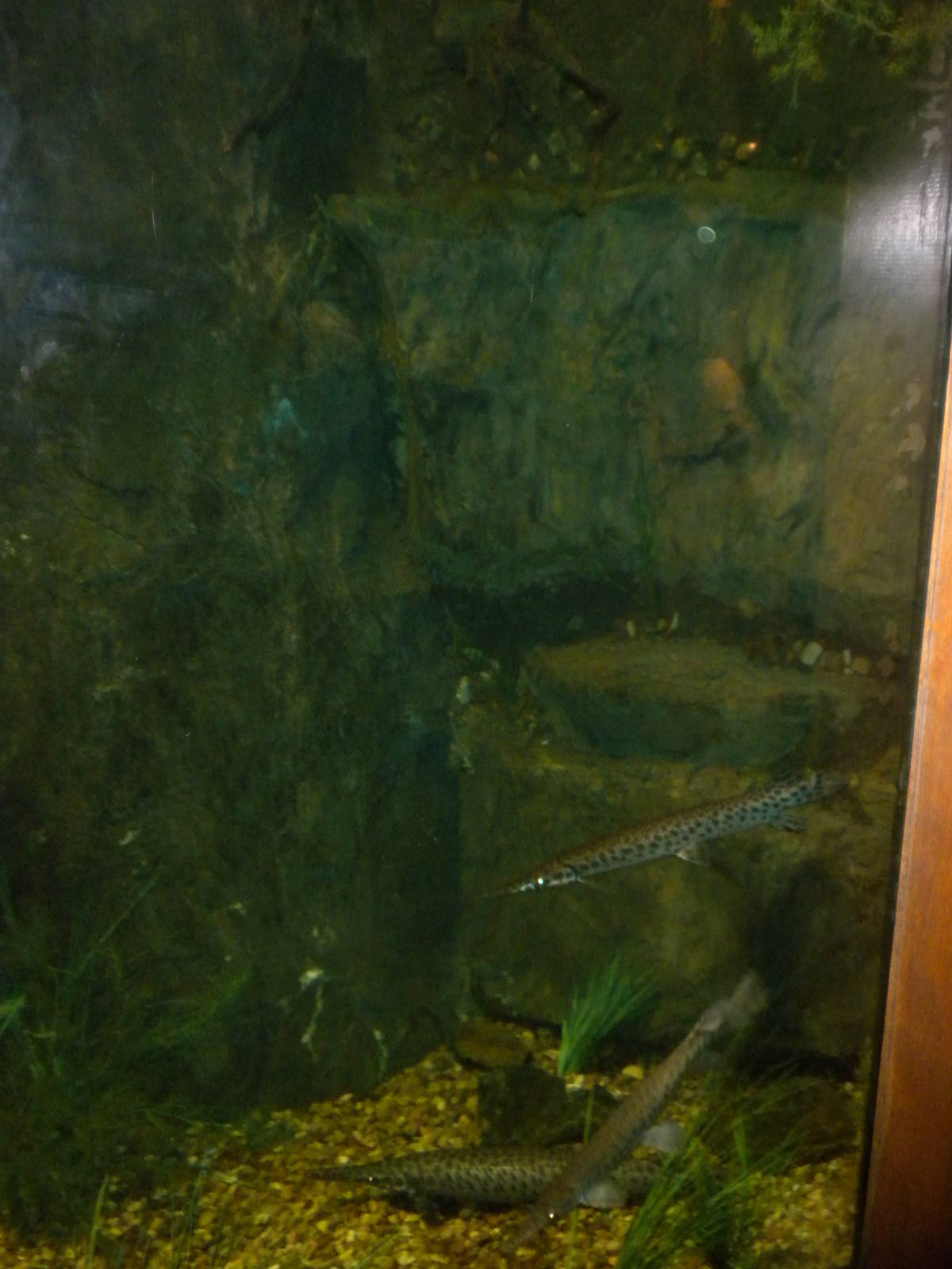 North American Living Museum - Fishes of the Great Lakes