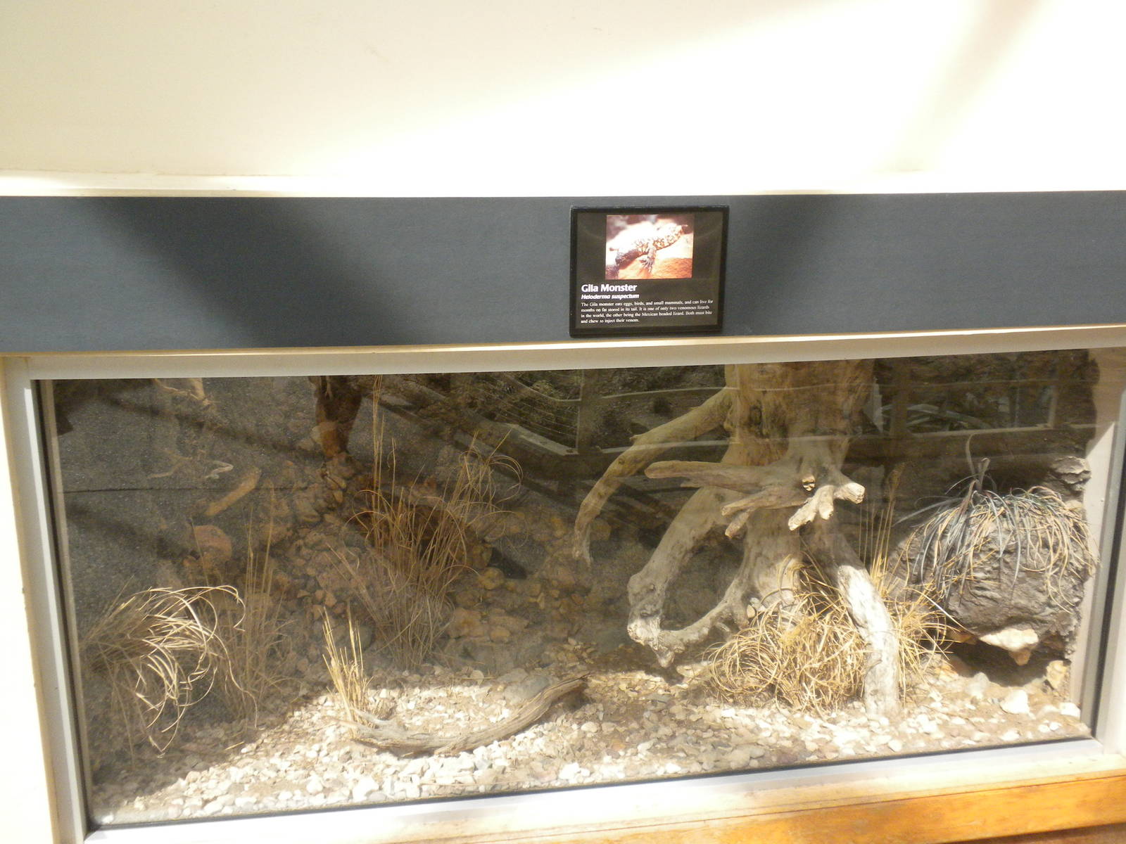 North American Living Museum - Gila Monster