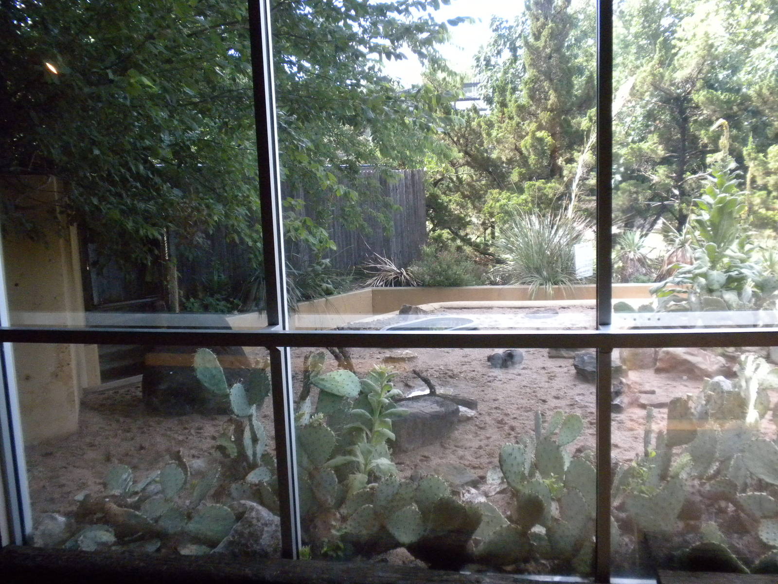 North American Living Museum - Javelina