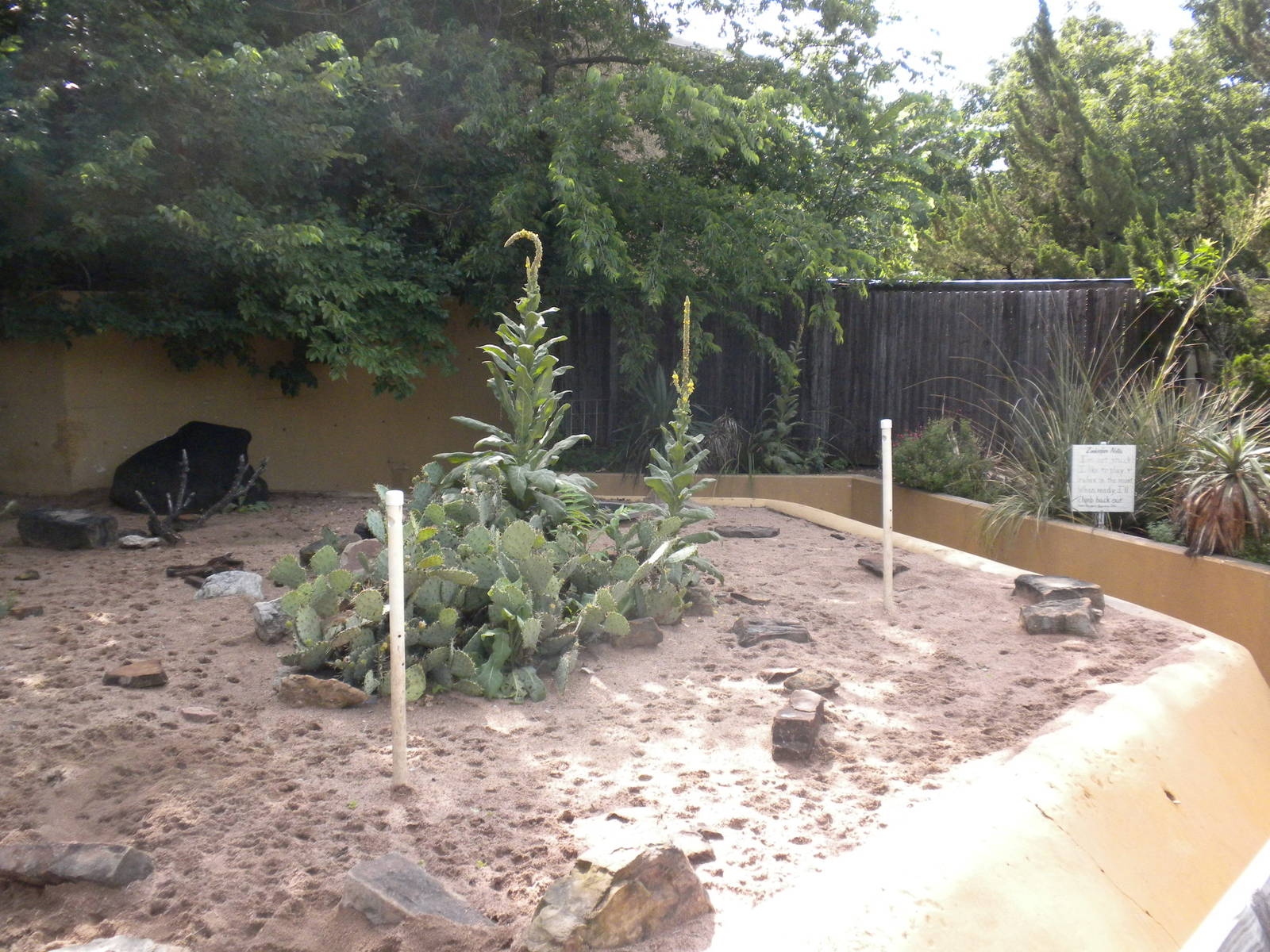 North American Living Museum - Javelina