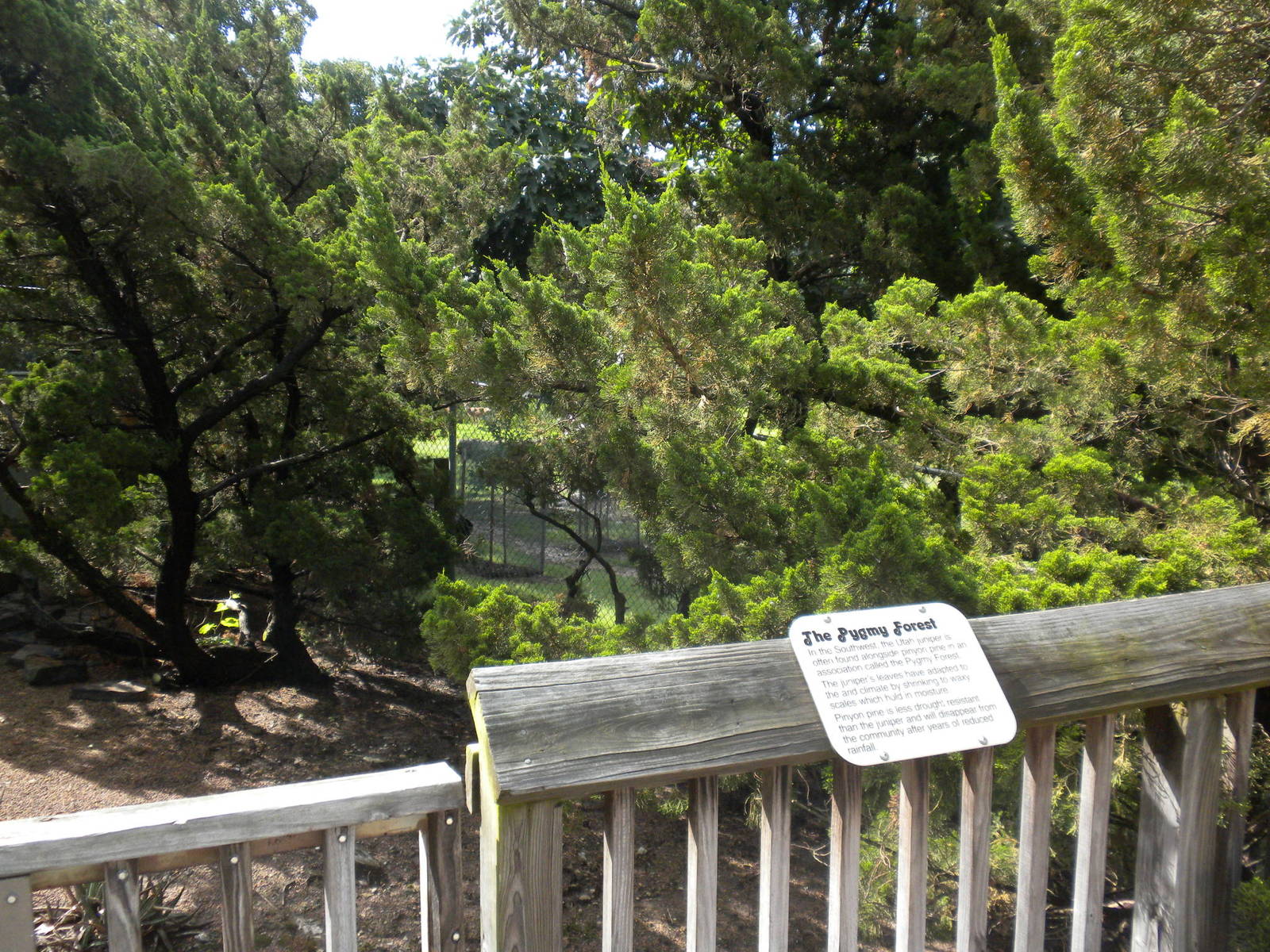 North American Living Museum - Pygmy Forest