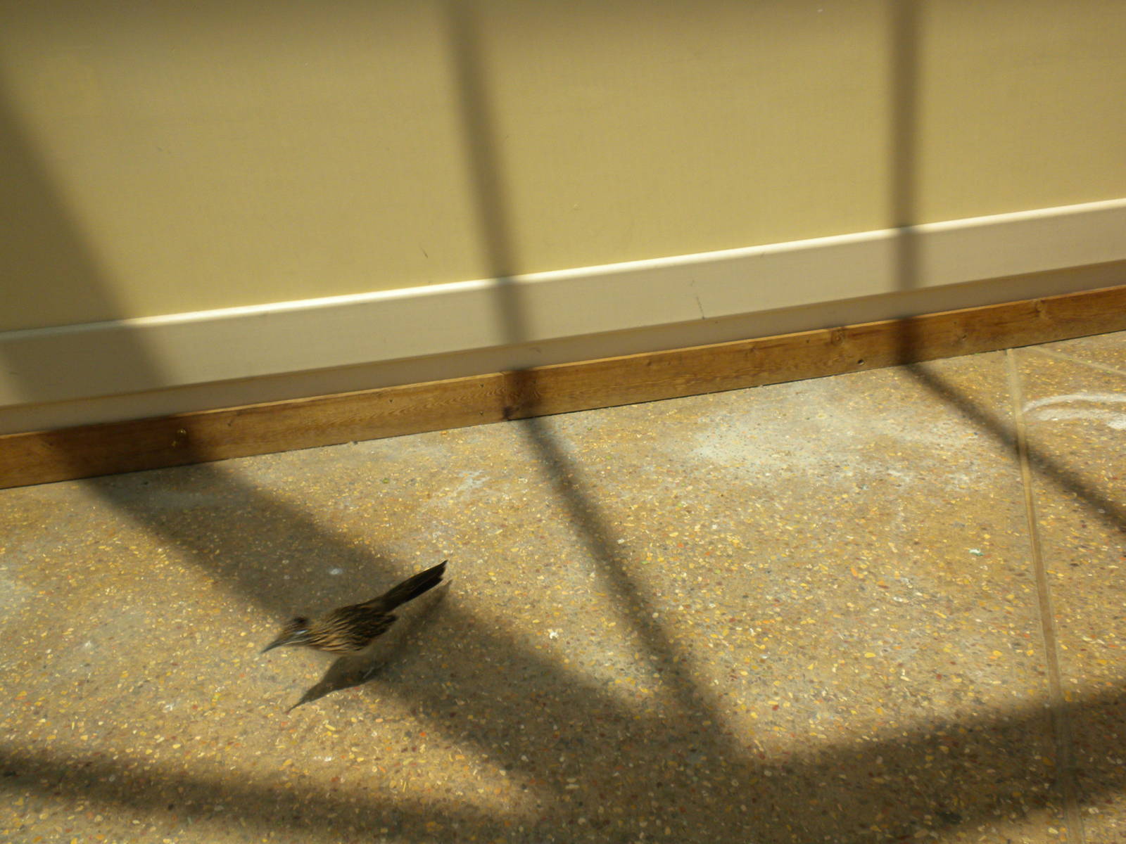 North American Living Museum - Roadrunner