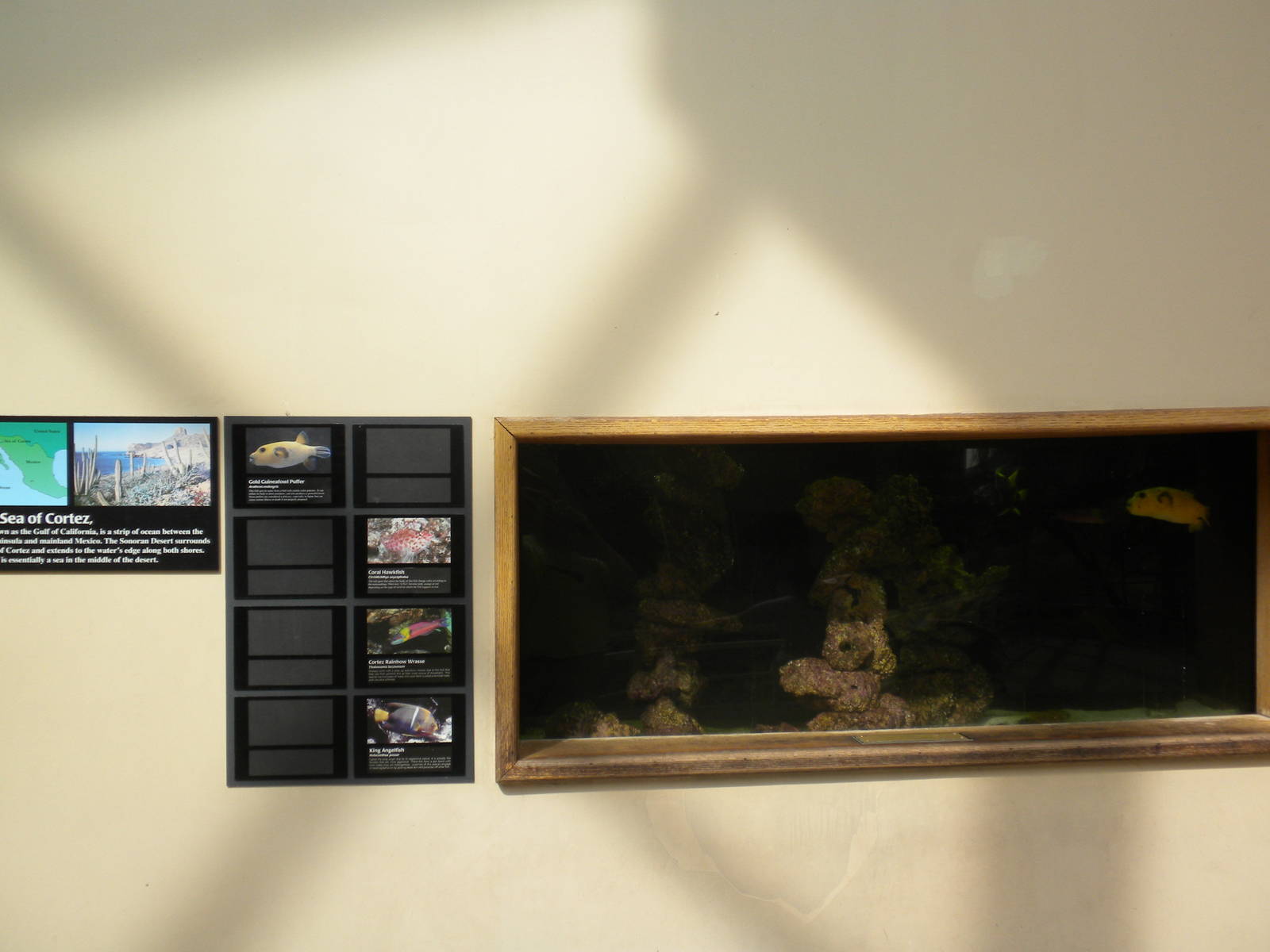 North American Living Museum - Sea of Cortez