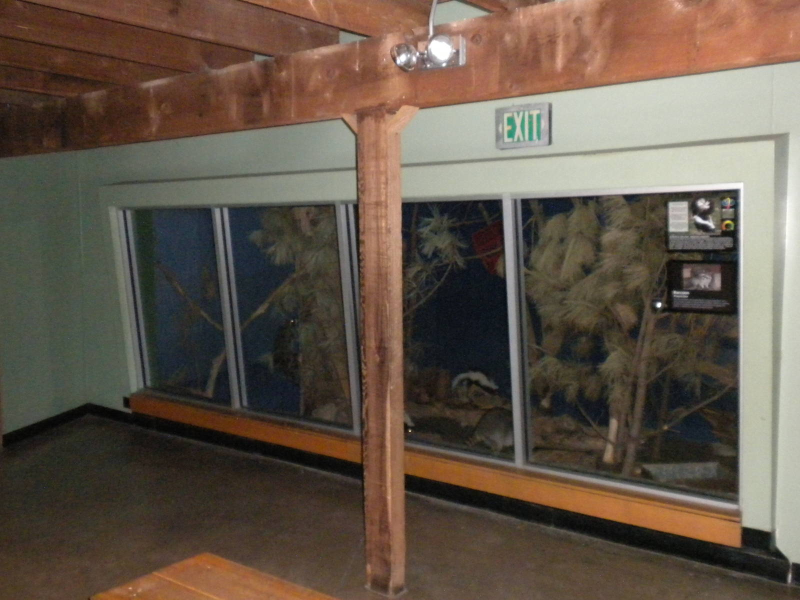 North American Living Museum - Skunk and Raccoon