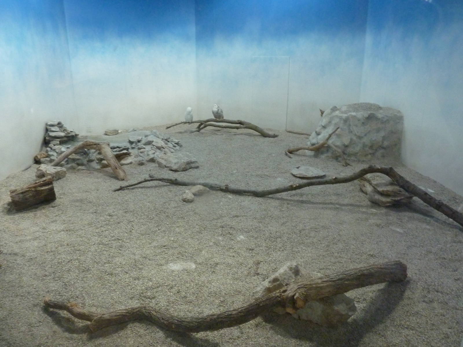 North American Living Museum - Snowy Owl Exhibit