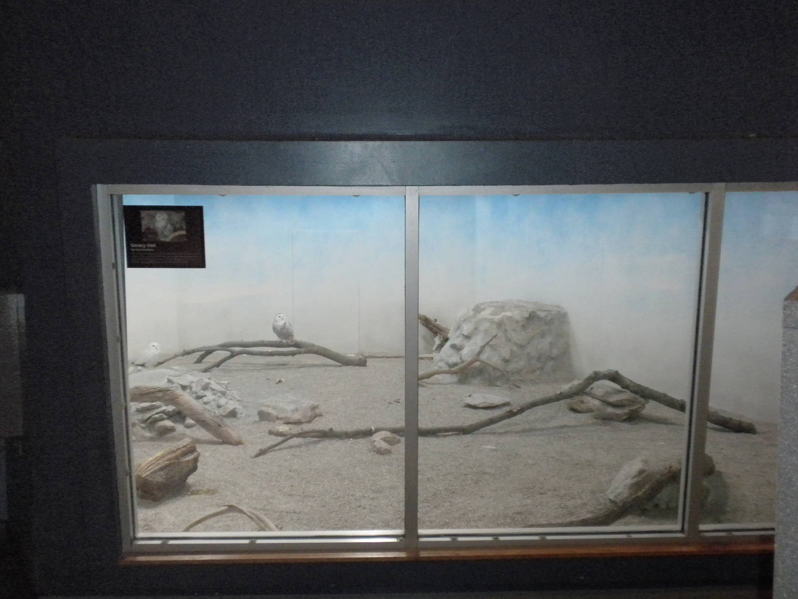 North American Living Museum - Snowy Owls