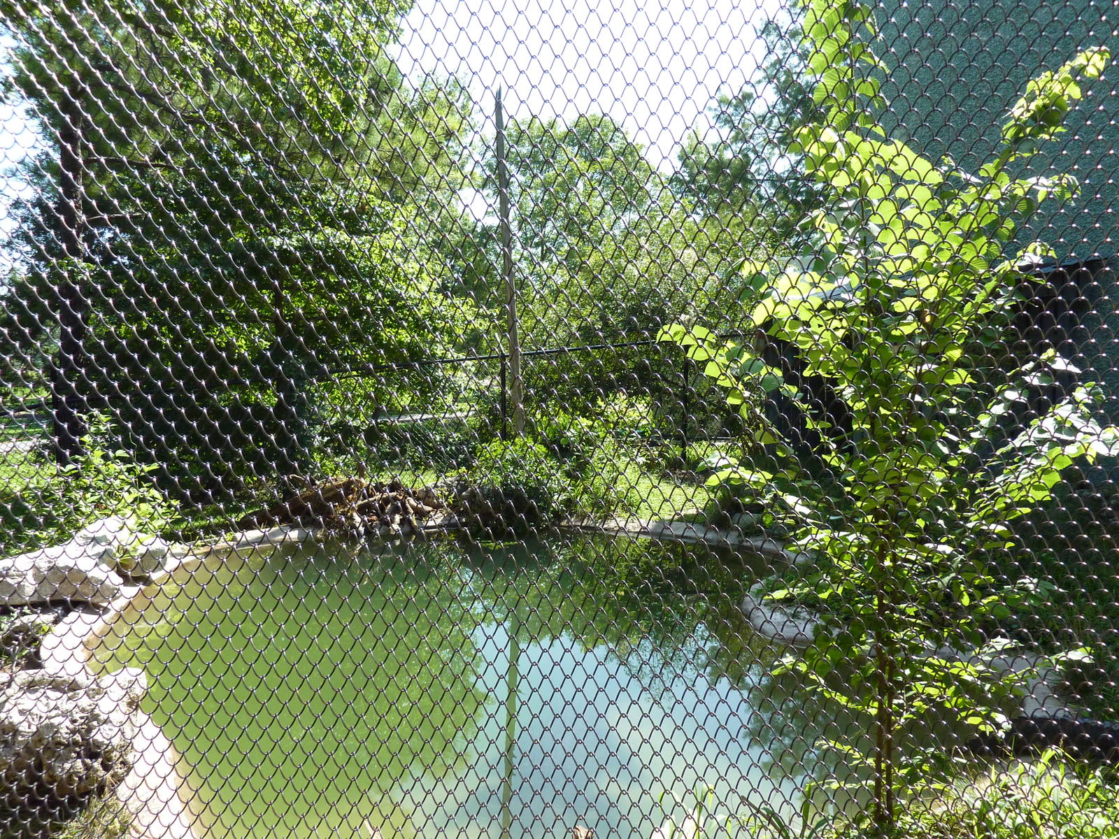 North American Living Museum - Southern Lowlands - American Alligator Exhib