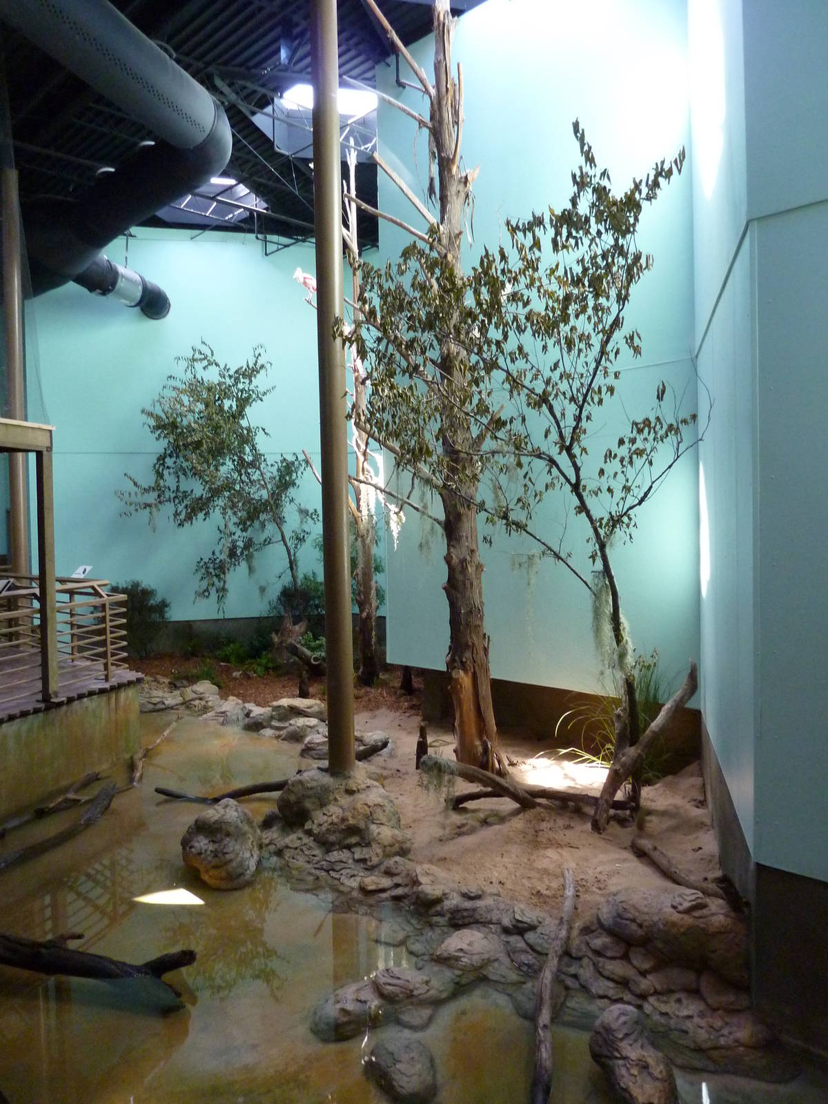 North American Living Museum - Southern Lowlands - Cypress Swamp