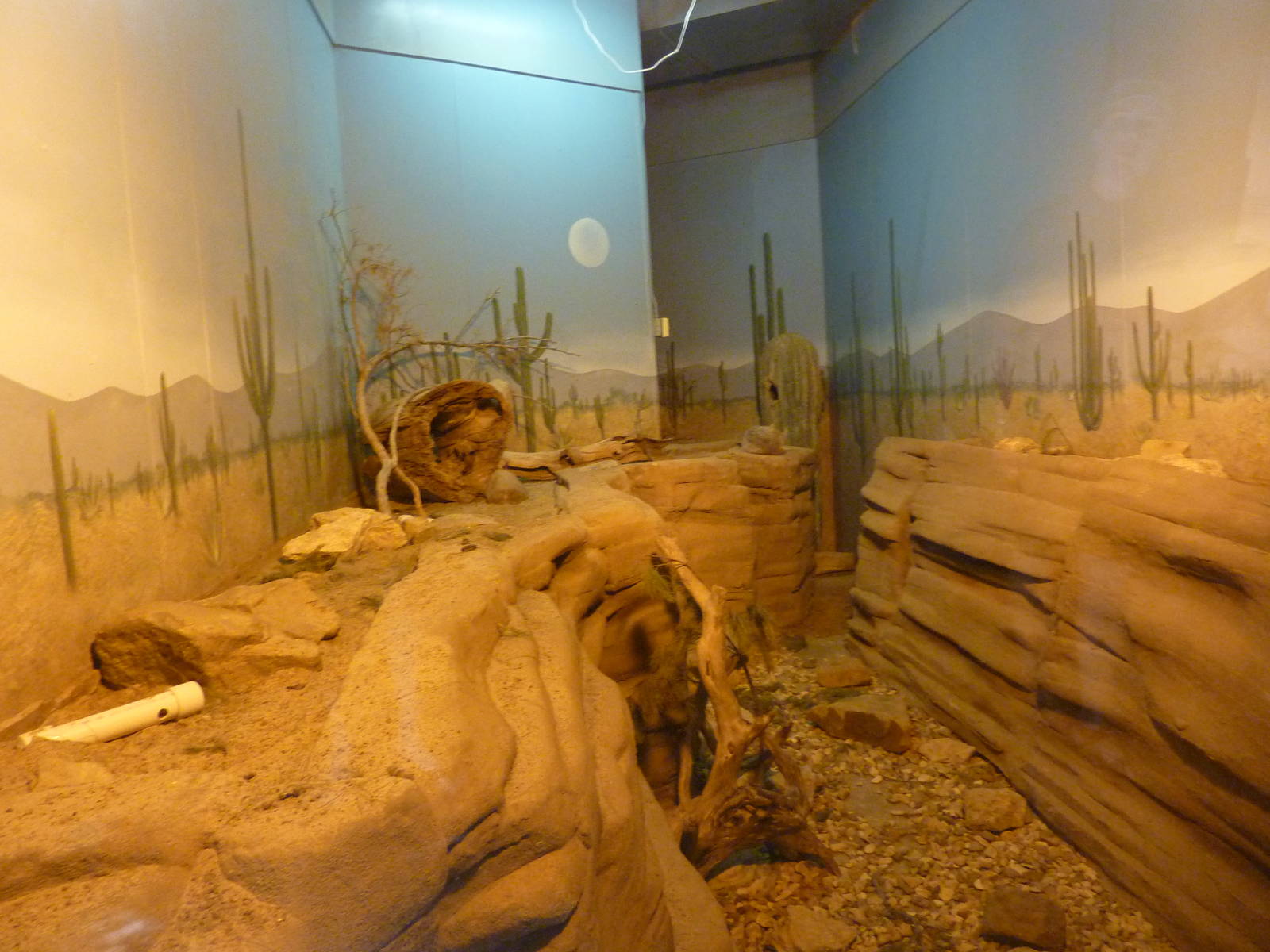 North American Living Museum - Southwest Desert - Gray Fox Exhibit
