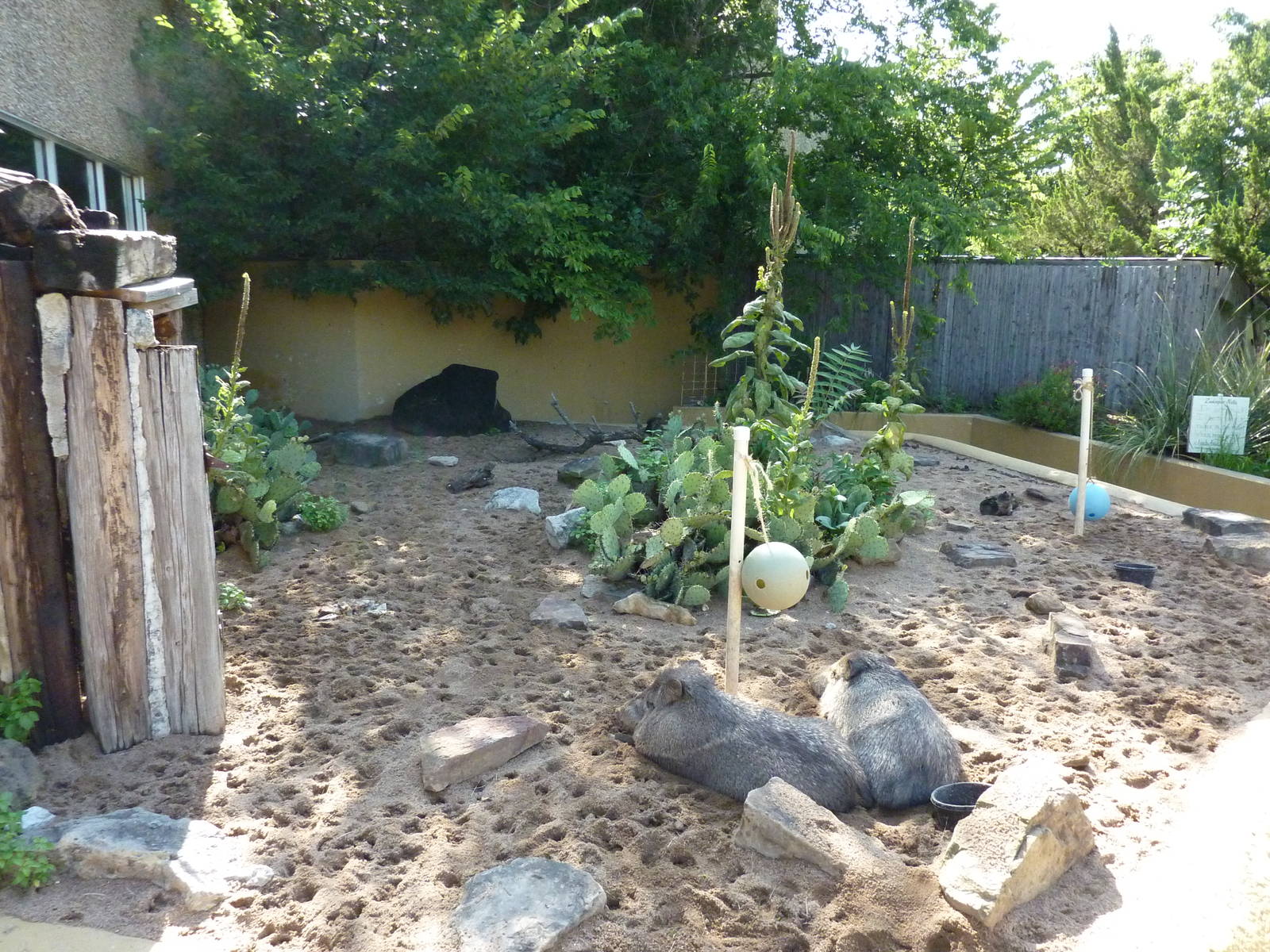 North American Living Museum - Southwest Desert - Peccary Enclosure