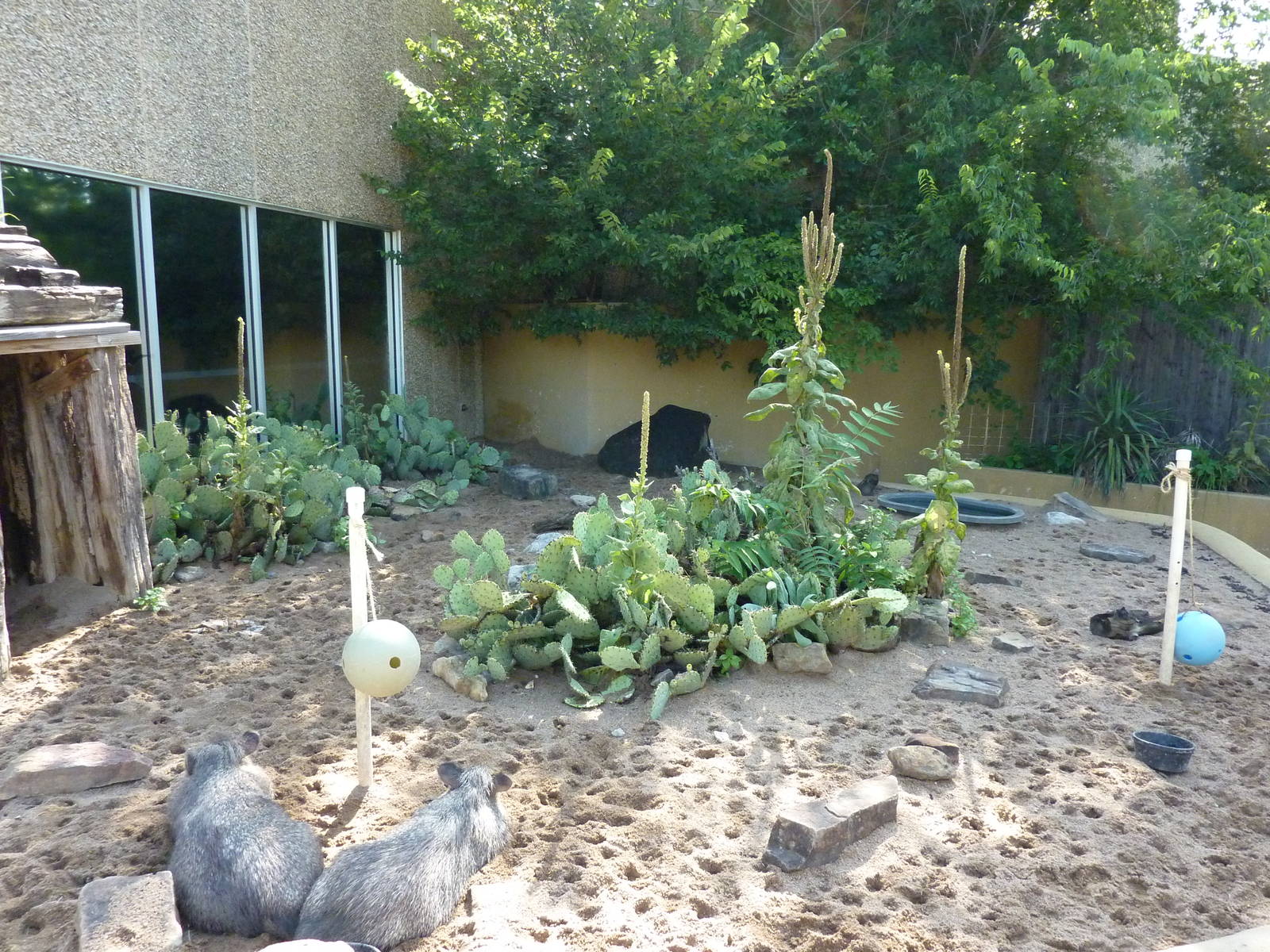 North American Living Museum - Southwest Desert - Peccary Enclosure