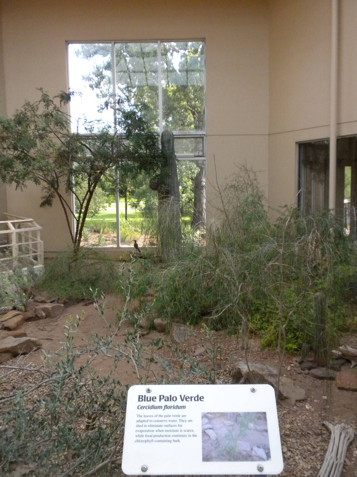 North American Living Museum - Southwest Desert