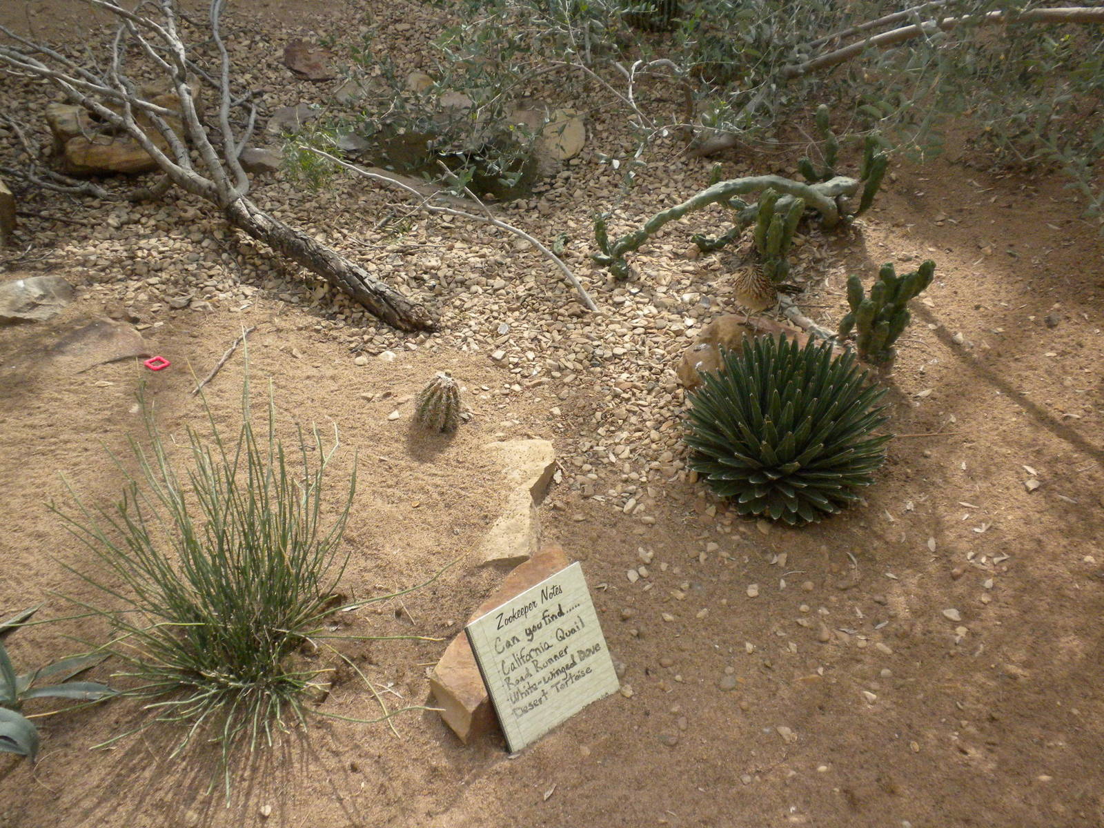 North American Living Museum - Southwest Desert