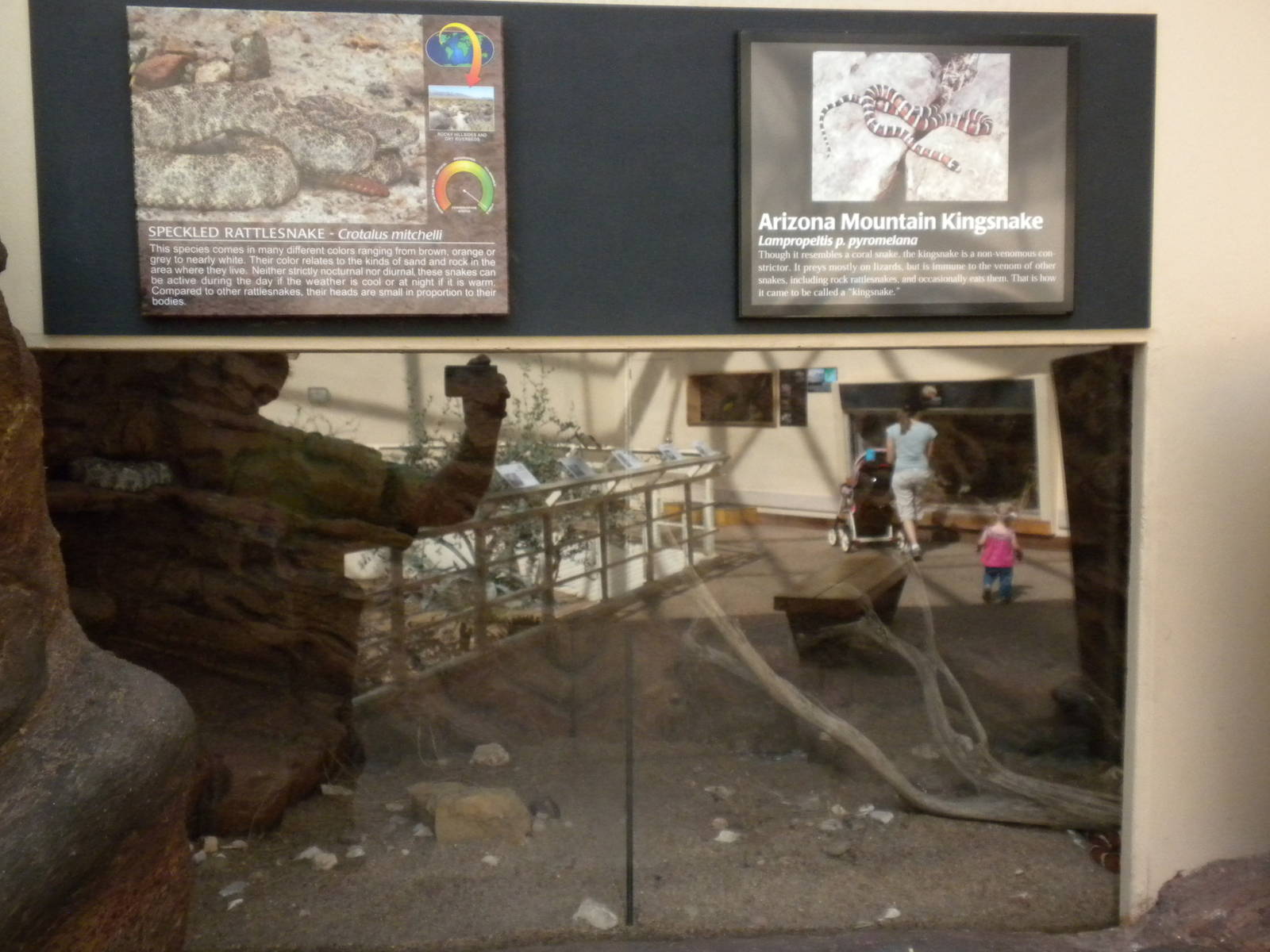 North American Living Museum - Speckled Rattlesnake and Arizona Mountain