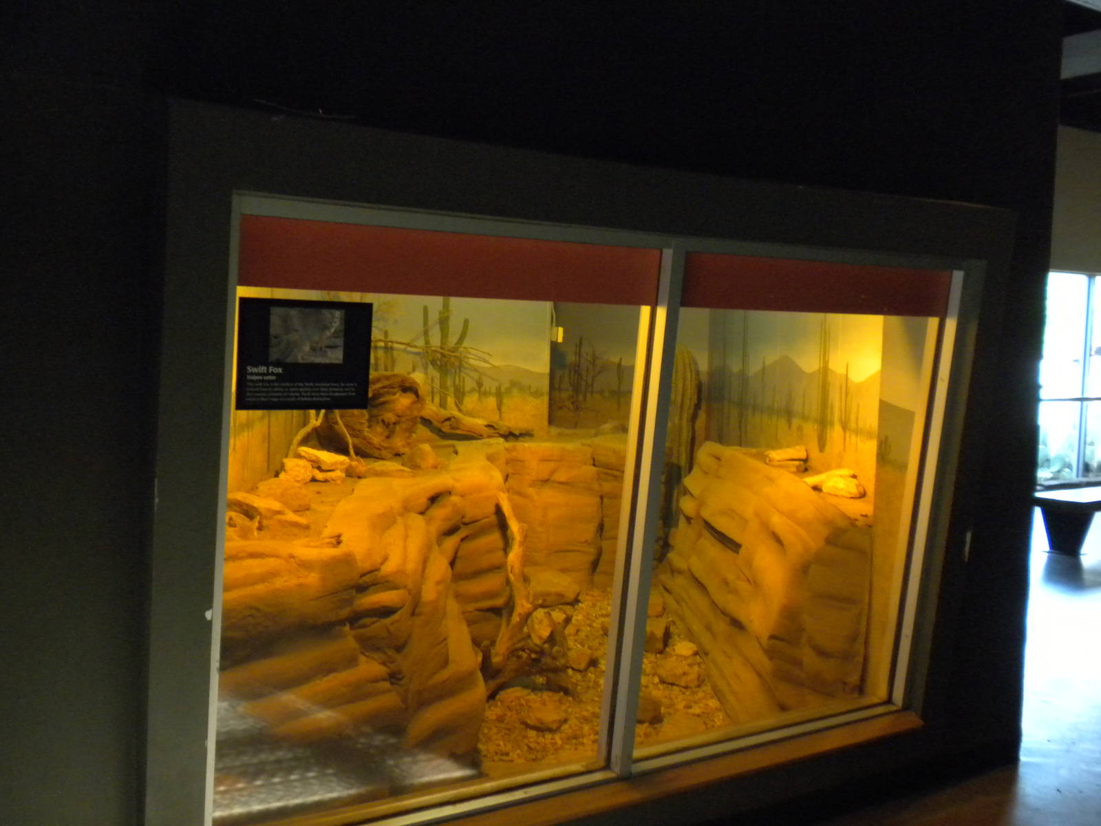 North American Living Museum - Swift Fox