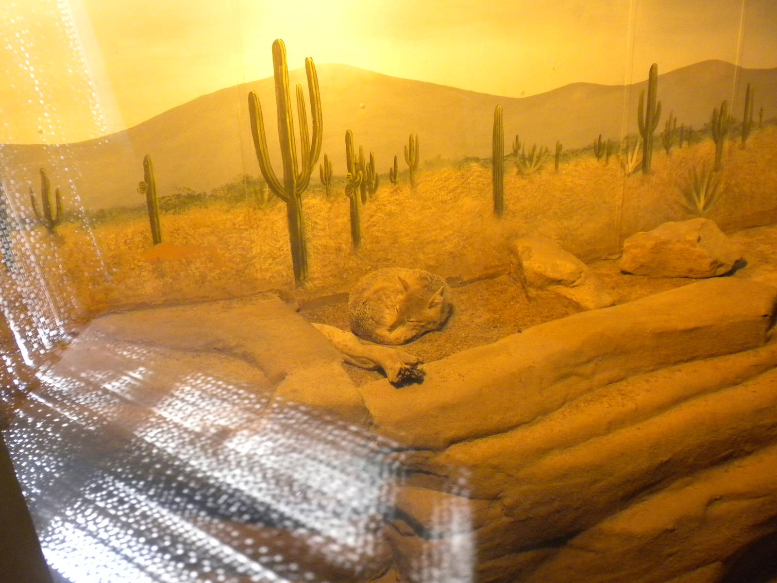 North American Living Museum - Swift Fox