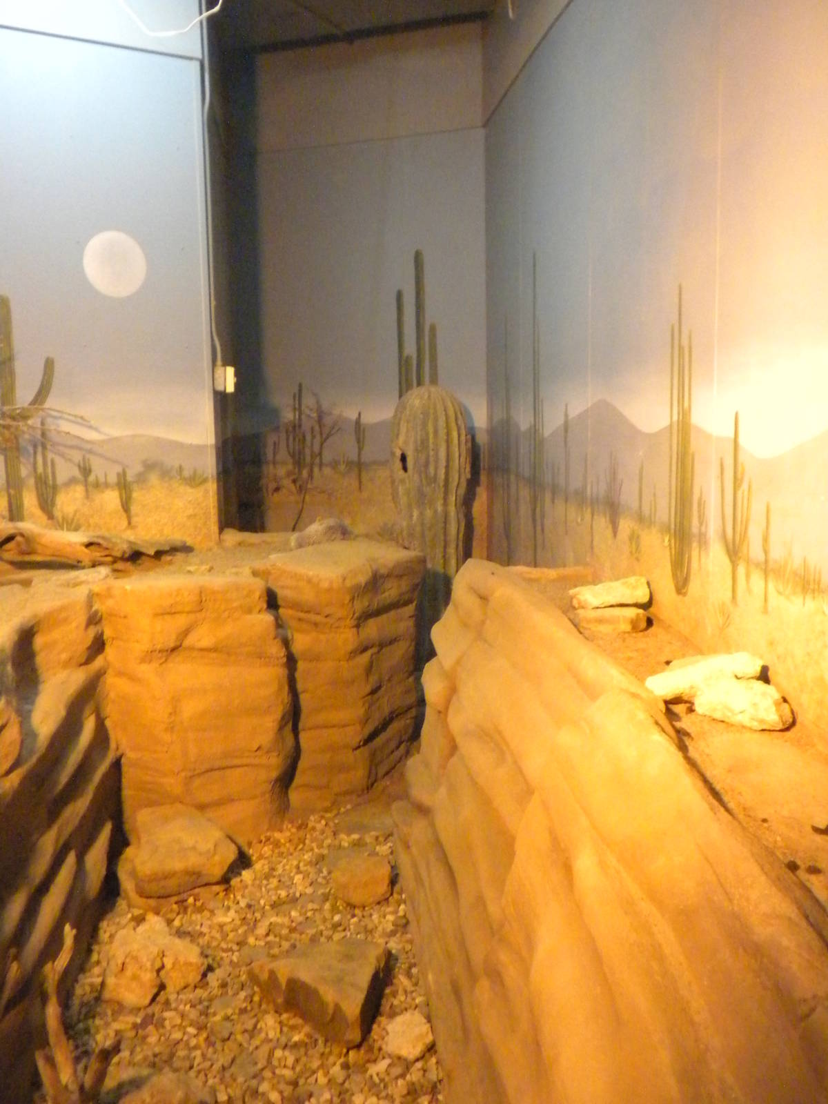 North American Living Museum - Swift fox