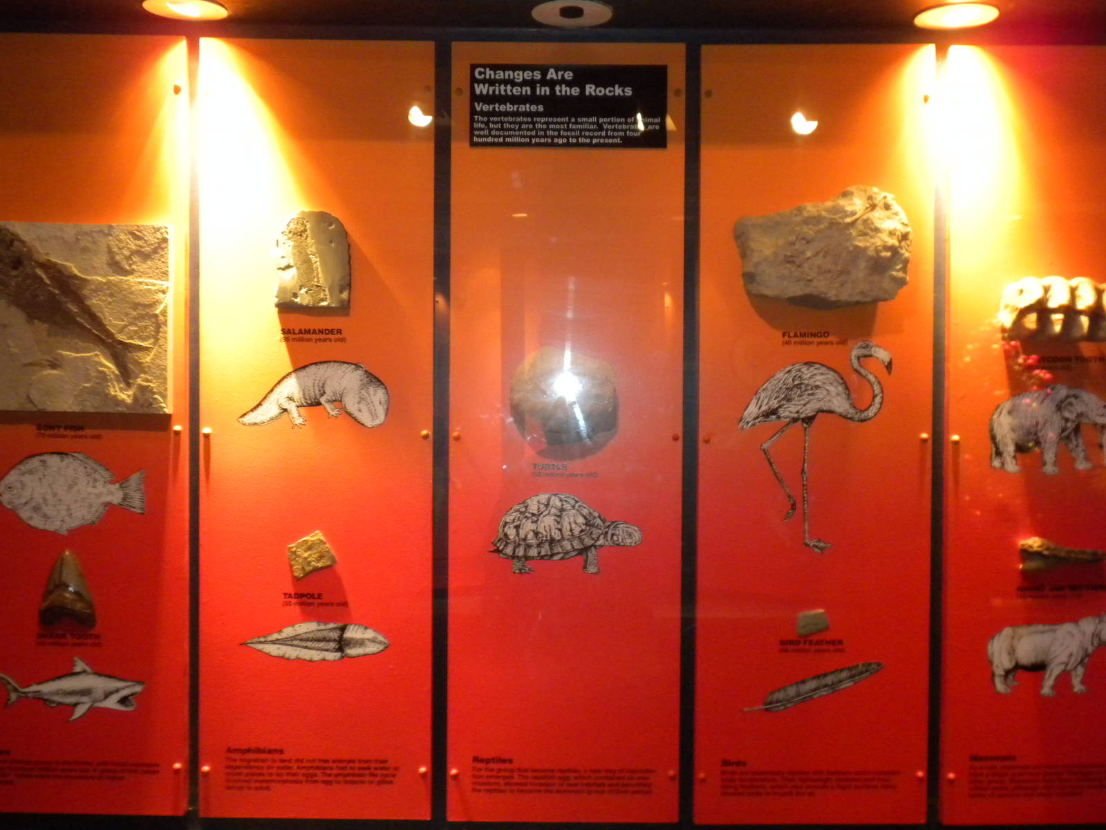 North American Living Museum - Time Gallery