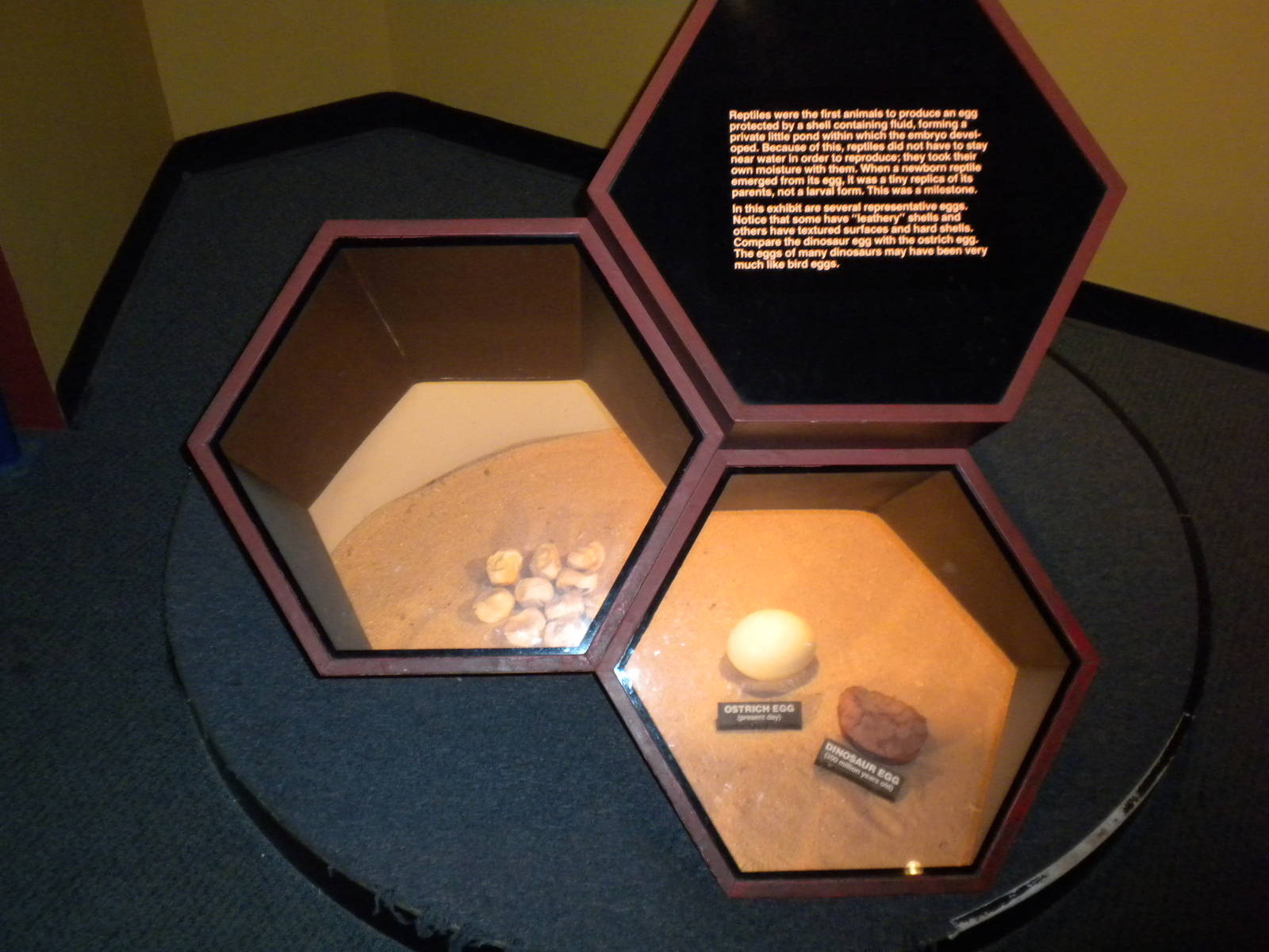 North American Living Museum - Time Gallery