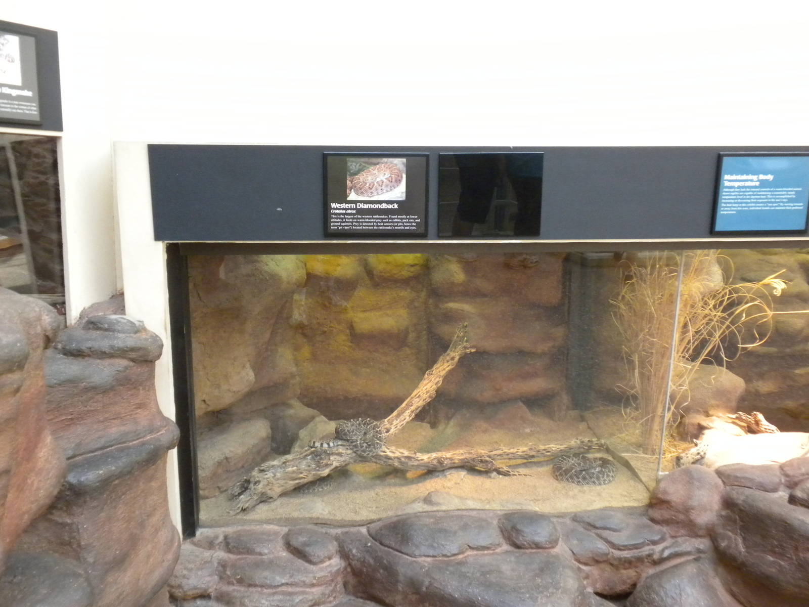 North American Living Museum - Western Diamondback