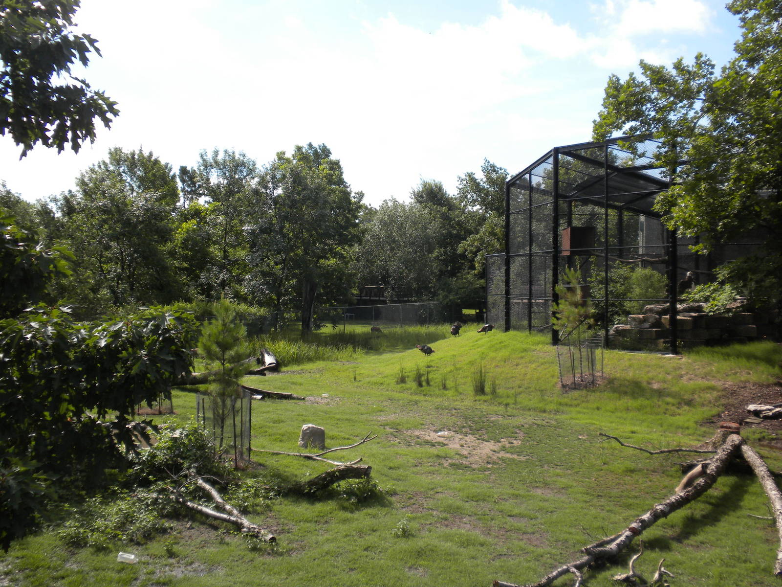 North American Living Museum - White-Tailed Deer and Turkey