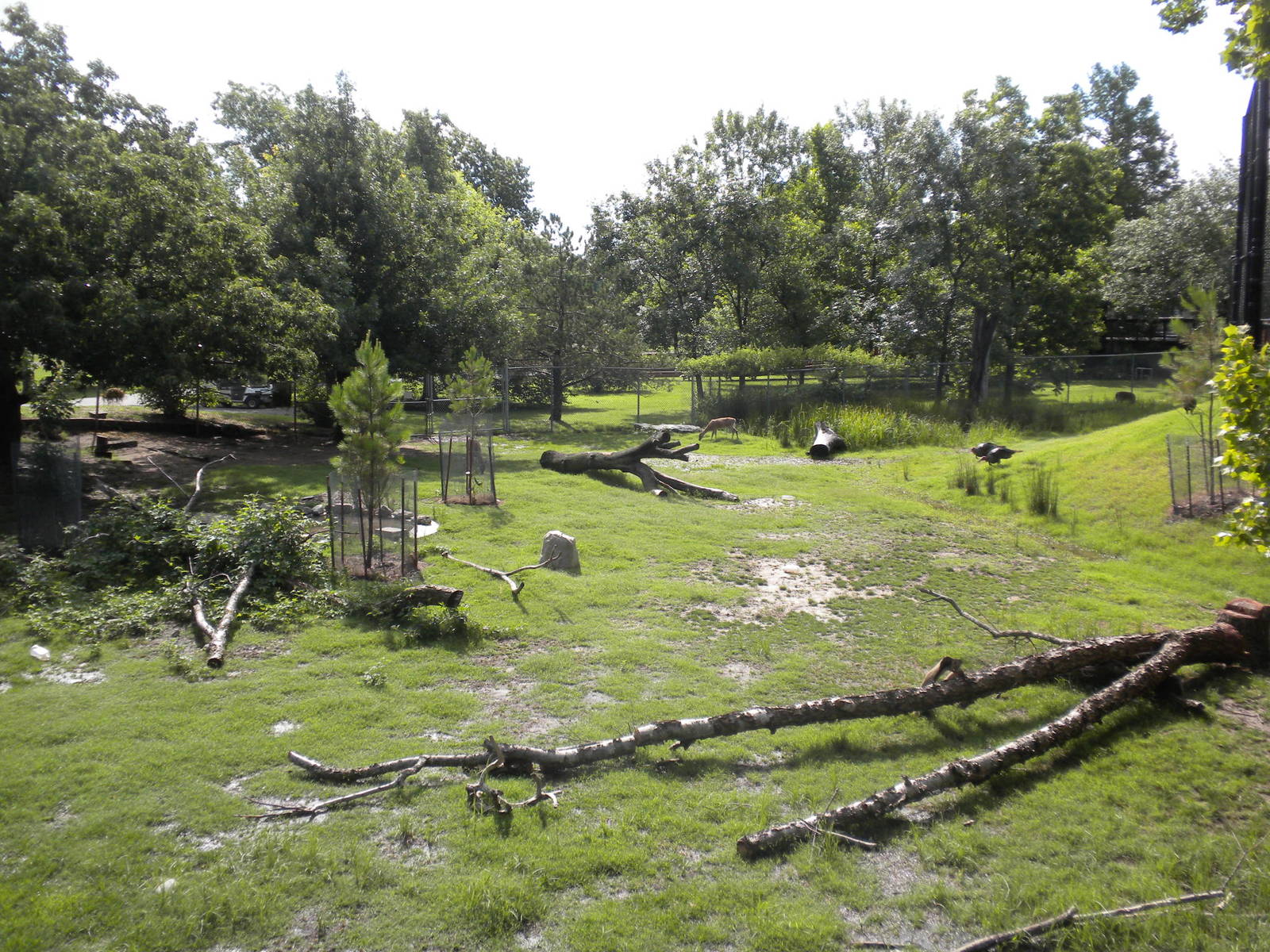 North American Living Museum - White-Tailed Deer and Turkey