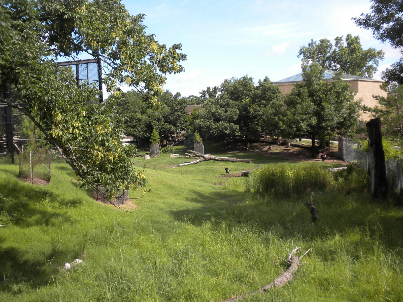 North American Living Museum - White-Tailed Deer and Turkey