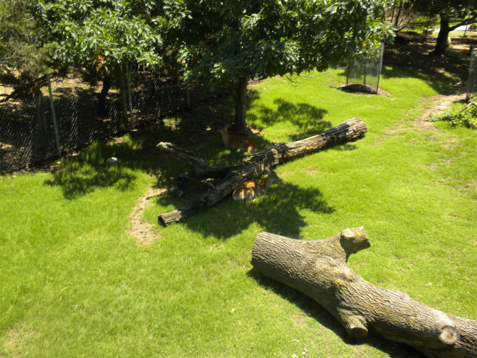 North American Living Museum - White-Tailed Deer