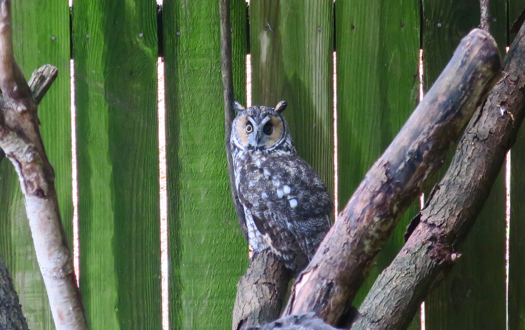 North American Long-Eared Owl (Asio otus wilsonianus)