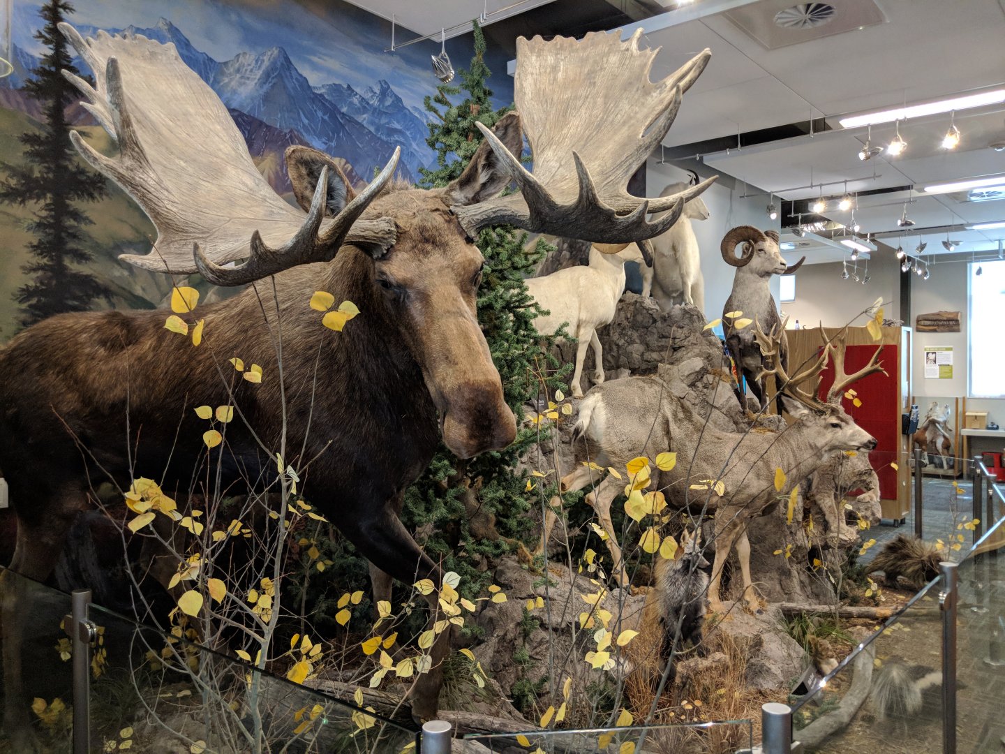 North American Mammal Displays