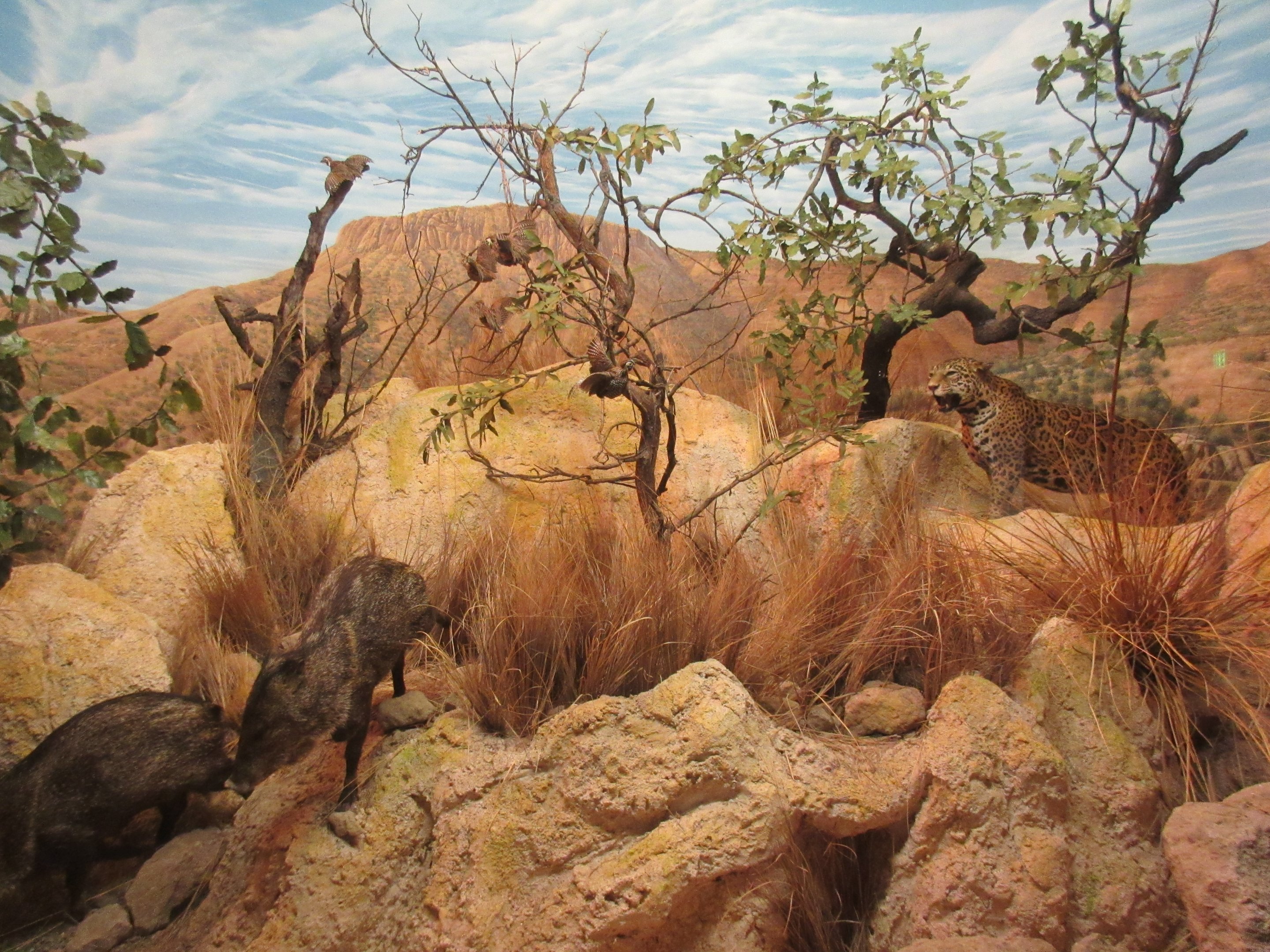 North American Mammal Hall