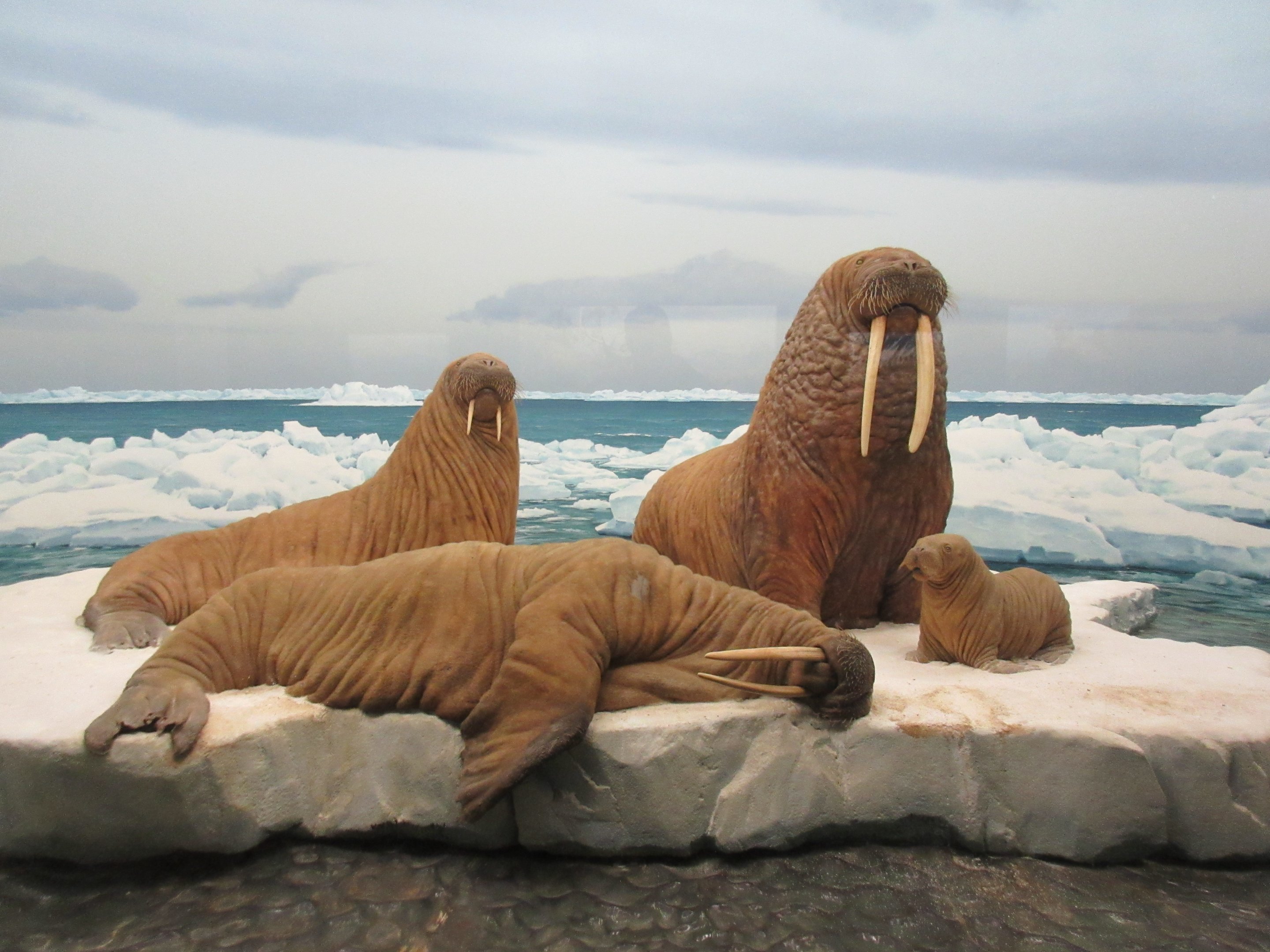 North American Mammal Hall