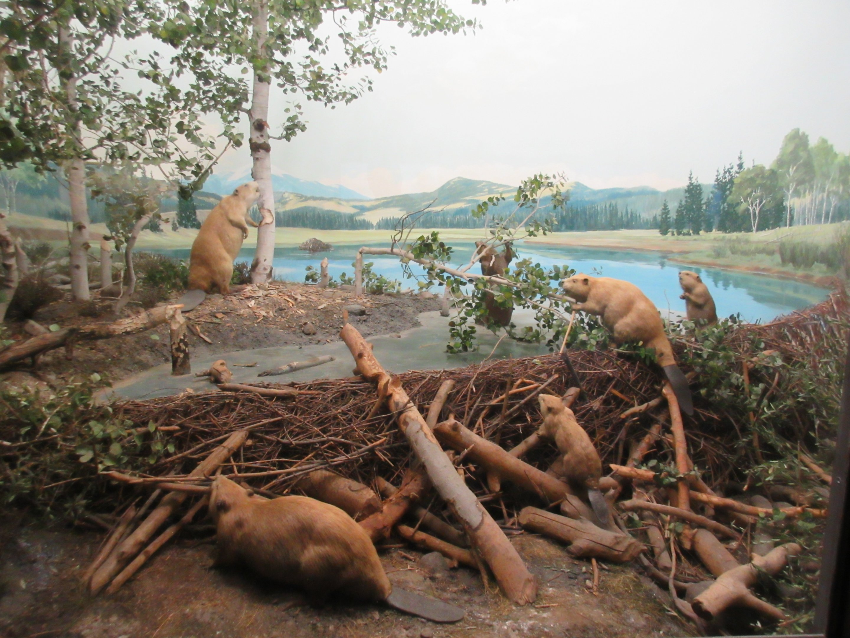 North American Mammal Hall