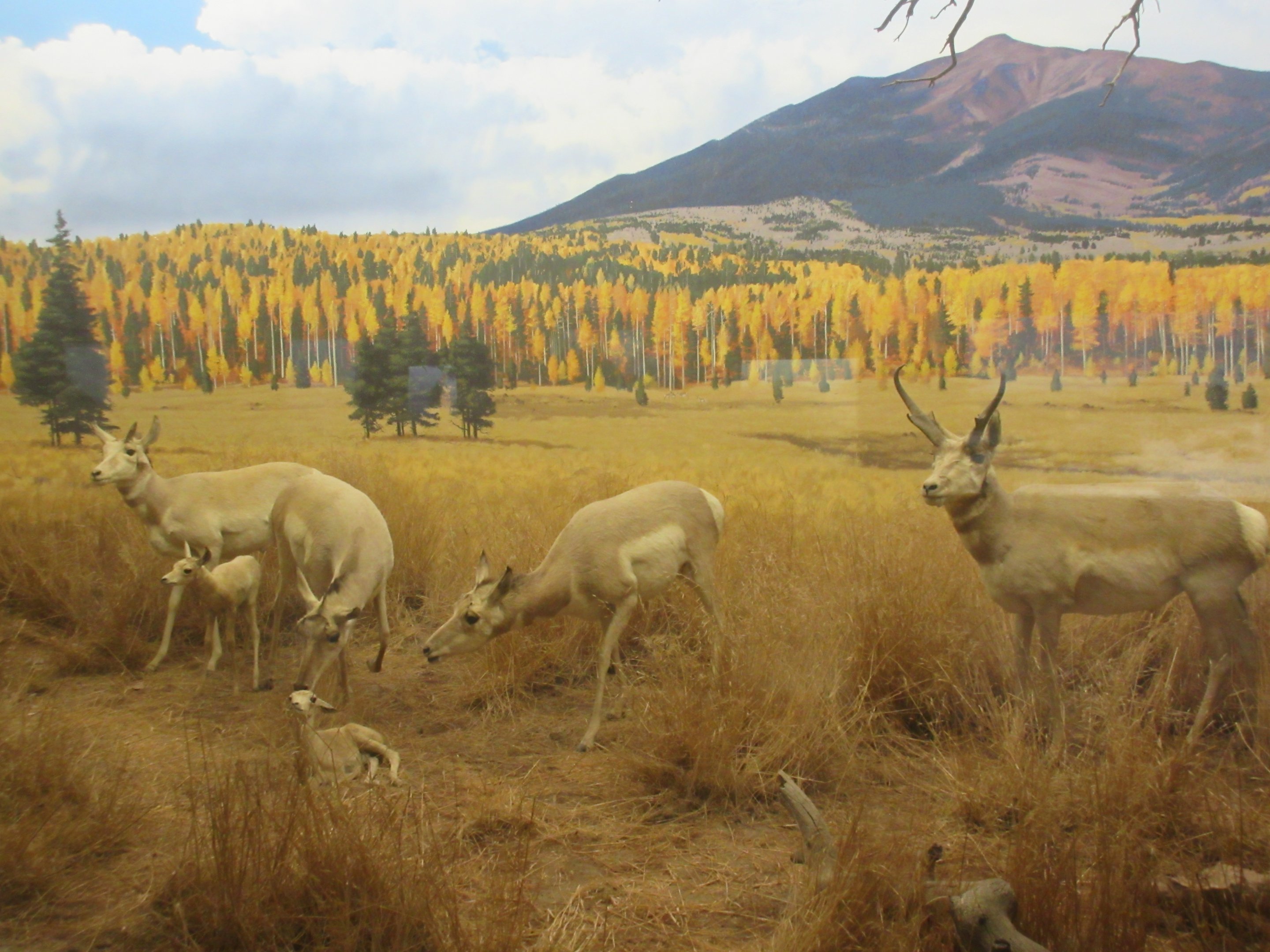 North American Mammal Hall