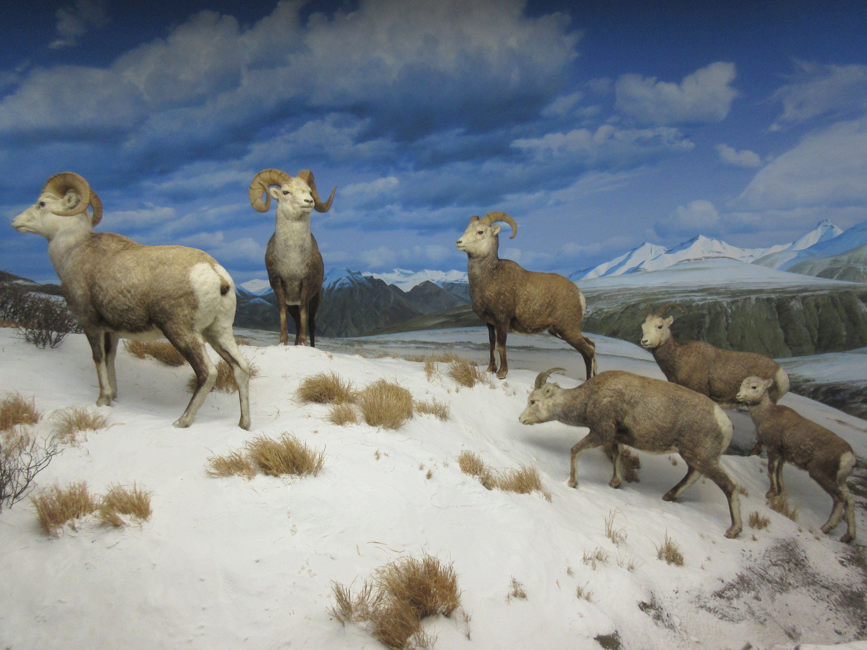 North American Mammal Hall