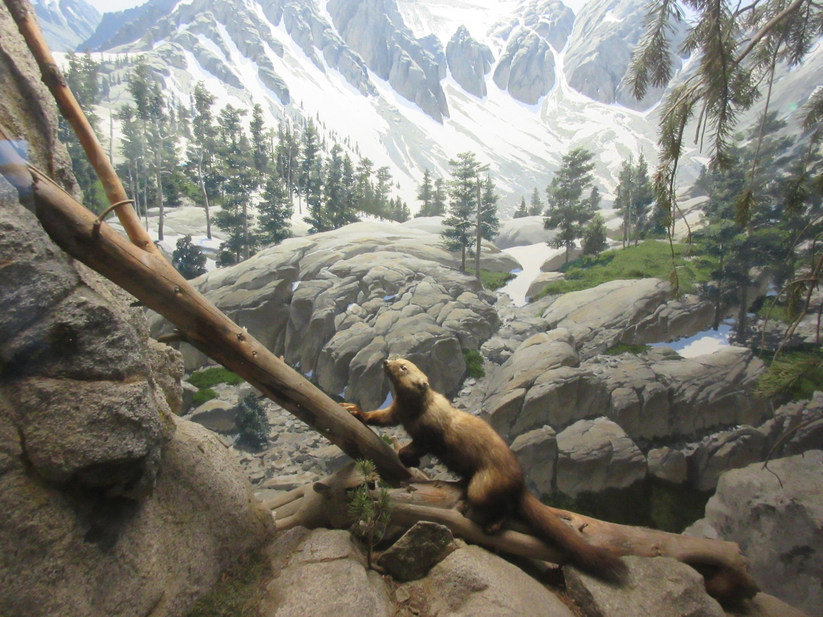 North American Mammal Hall
